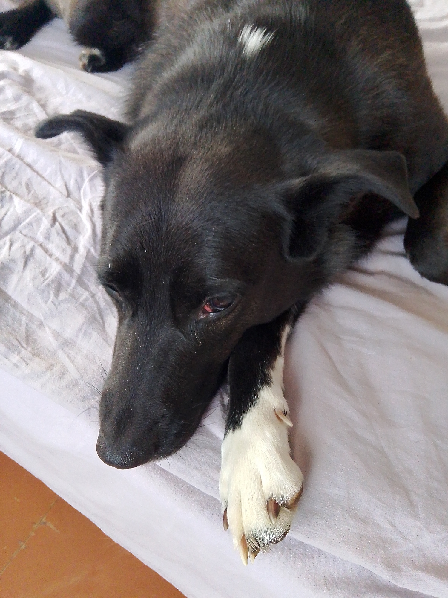 A black dog with a white patch on its chest is lying on a light-colored, rumpled surface. The dog's head is facing downward, and its right paw, which is white, is extended and resting on the surface. The dog has short, dark fur and floppy ears. A portion of a reddish-brown floor is visible in the lower left corner. There is no evidence that the image was taken in the city of Фоки, Russia.