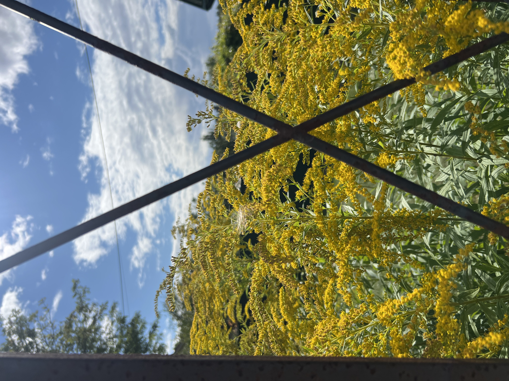 The image depicts a cluster of bright yellow wildflowers, likely goldenrod, blooming profusely. The flowers are dense and fill the foreground, with some taller stalks reaching towards the sky. The background consists of a vibrant blue sky dotted with fluffy white clouds, suggesting a clear, sunny day. Trees and foliage are visible in the distance, indicating a natural or semi-natural environment. The scene is partially framed by two dark, intersecting metal bars, which appear to be part of a fence or window grille. The overall impression is one of natural beauty and abundant growth, seen through a rustic or man-made obstruction. The location is identified as Strakhovo (Sitnikovskii S/S), Russia. There are no people or specific actions depicted.