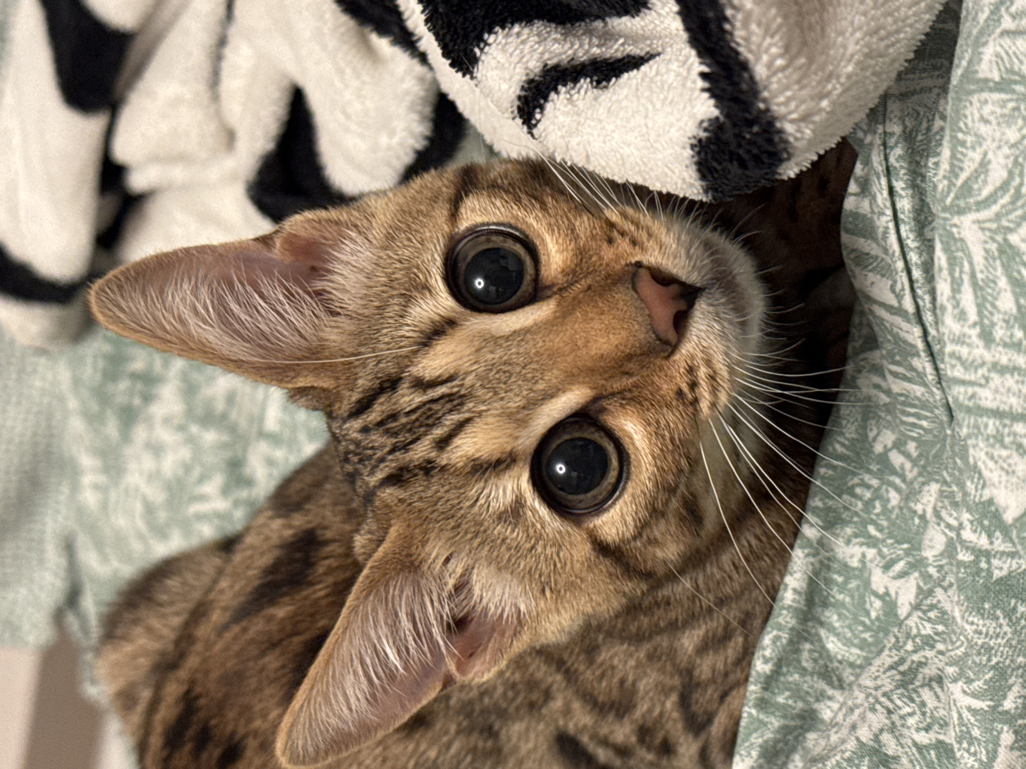 A close-up, eye-level shot shows a young tabby cat with large, dark eyes peeking out from under a black and white striped blanket, resting on a light green patterned fabric. The cat's fur is a mix of brown and black stripes, and its pink nose is prominent. The background is softly blurred, with the focus entirely on the cat's face.