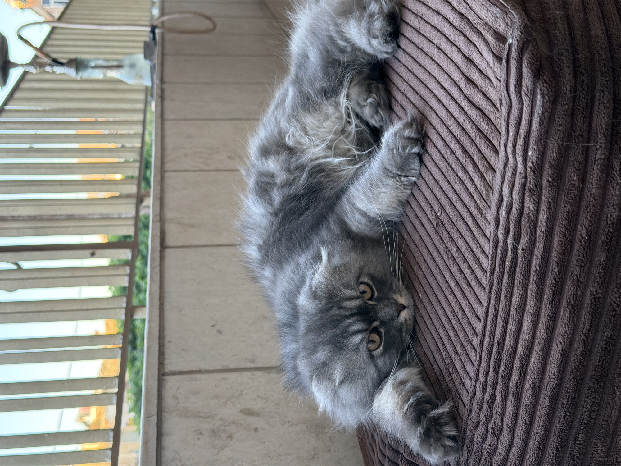 A long-haired grey cat lies on a brown corduroy cushion on a balcony. The cat's head is resting on its paws, and its eyes are open and looking at the camera. In the background, a railing with vertical bars is visible, and beyond that, a hazy view of buildings and sky suggests an urban setting. A hookah is placed on a ledge behind the cat.