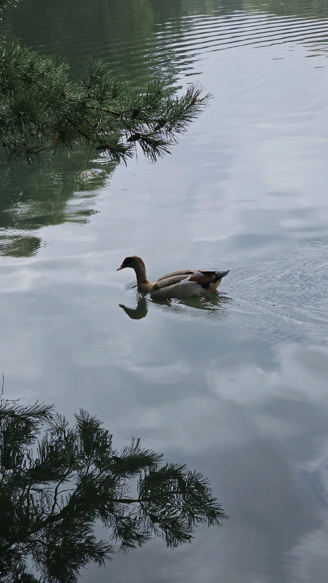 A single Egyptian goose swims from left to right in the middle of a calm body of water. The goose has a brown and white patterned body and a darker head and neck. Its reflection is visible below it in the water. The water's surface is disturbed by ripples emanating from the goose and from an unseen source on the right side of the image. The water reflects the cloudy sky and the dark green needles of pine tree branches that hang into the water from the top left and bottom left corners of the frame. The overall lighting is overcast and subdued. The location is not specified in the image and therefore cannot be identified as Cologne, Germany.