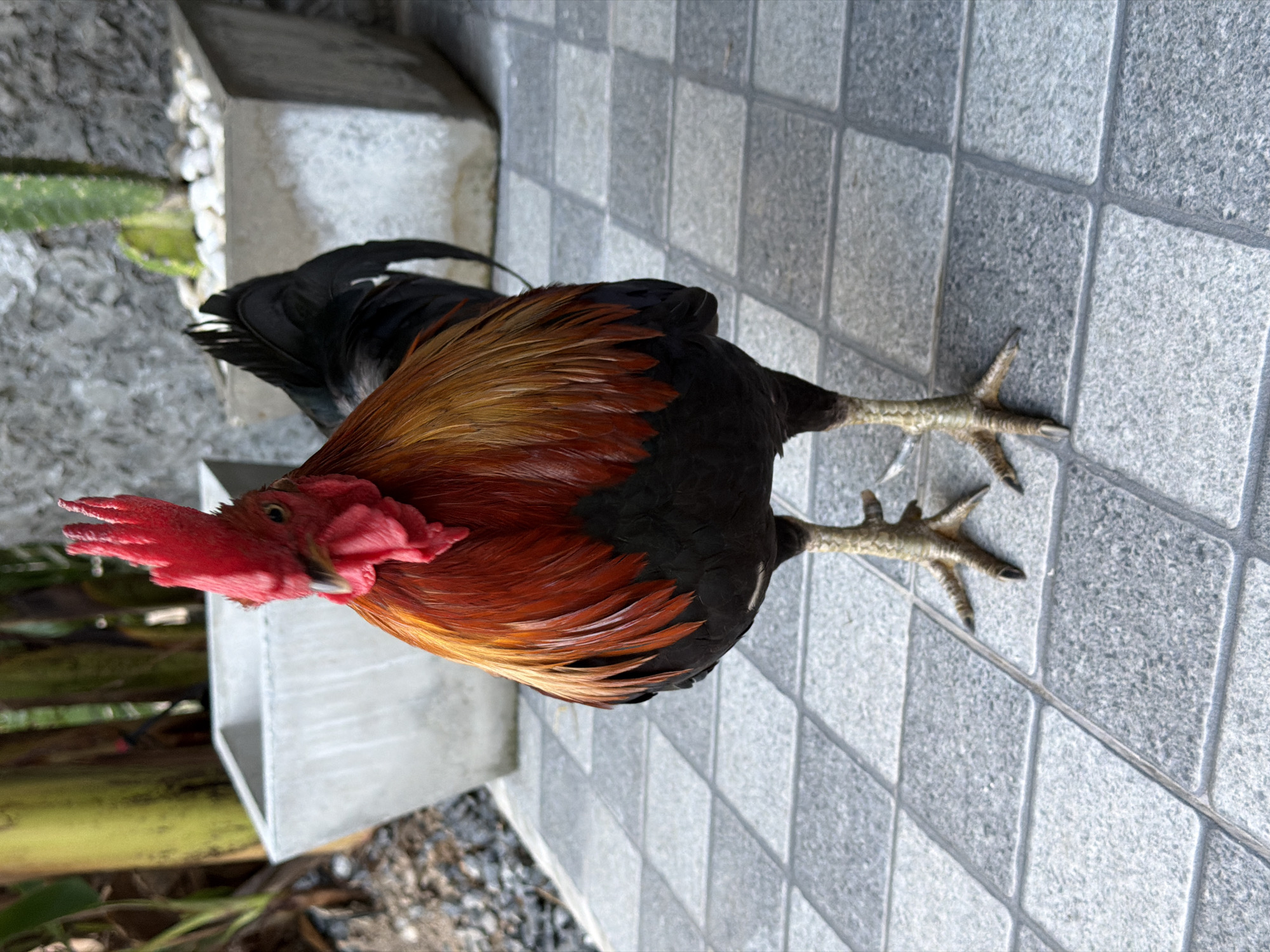 A bantam rooster stands on a gray tiled patio in Baan Bo Phut, Thailand. The rooster is facing the camera, its head cocked slightly to the left. It has bright red comb and wattles, and its plumage is a mixture of fiery orange and black. Its legs are yellow and scaly, with sharp claws. In the background, there are two large concrete planters, one on the left containing what appear to be banana tree stalks, and another on the right with a cactus and white pebbles. The patio is made of square, light gray tiles with darker gray grout lines. The lighting suggests it is daytime, with natural light illuminating the scene.