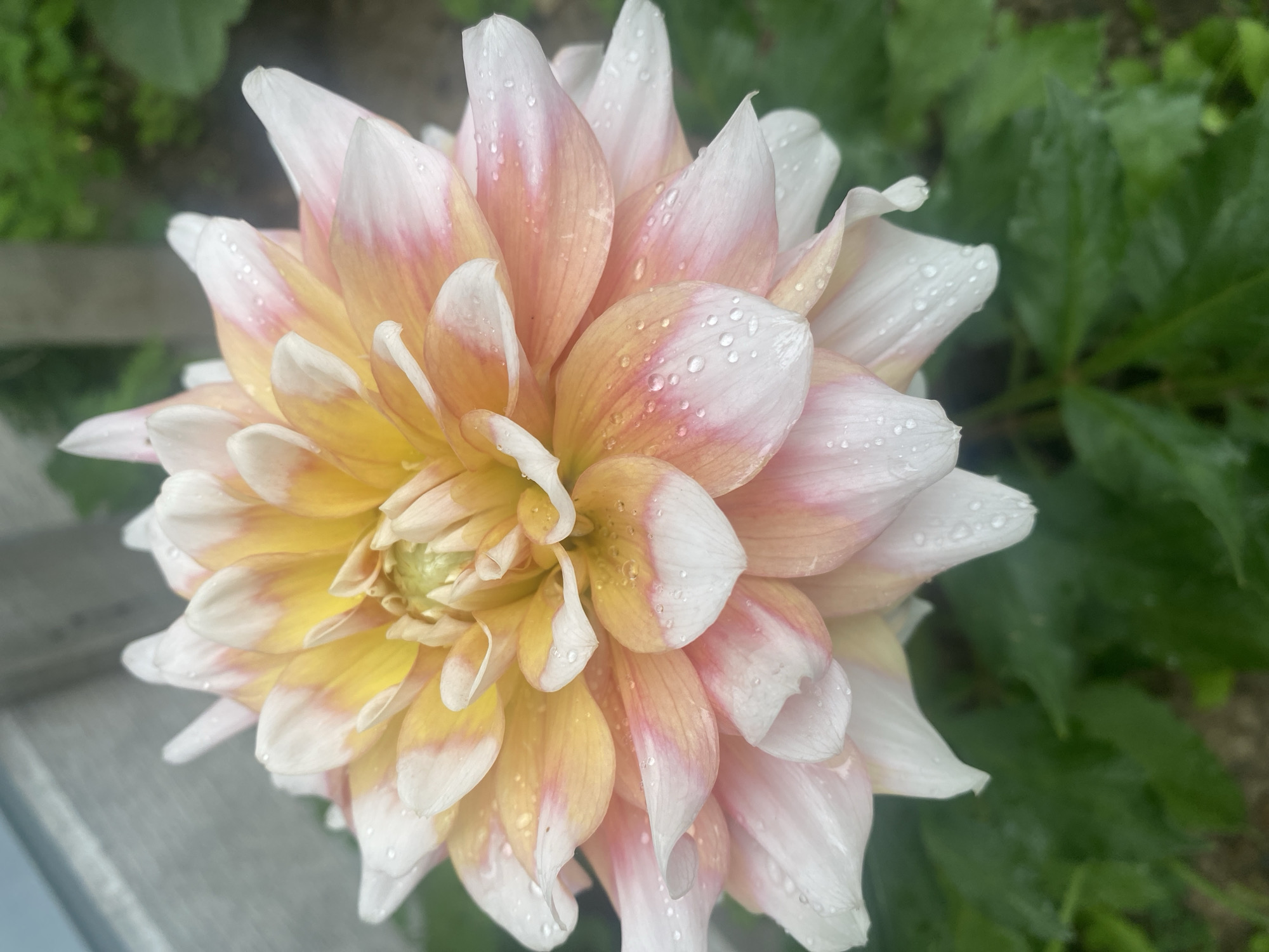 A close-up, eye-level shot showcases a dahlia flower with multiple layers of petals, exhibiting a gradient of colors from white at the edges to soft pink and yellow towards the center. The petals are adorned with numerous water droplets, suggesting recent rain or dew. The background is softly blurred, with hints of green foliage and a light-colored, possibly wooden or concrete structure in the upper left. The image is sharp and detailed, with a shallow depth of field that emphasizes the delicate texture of the flower. No people or specific landmarks are identifiable.