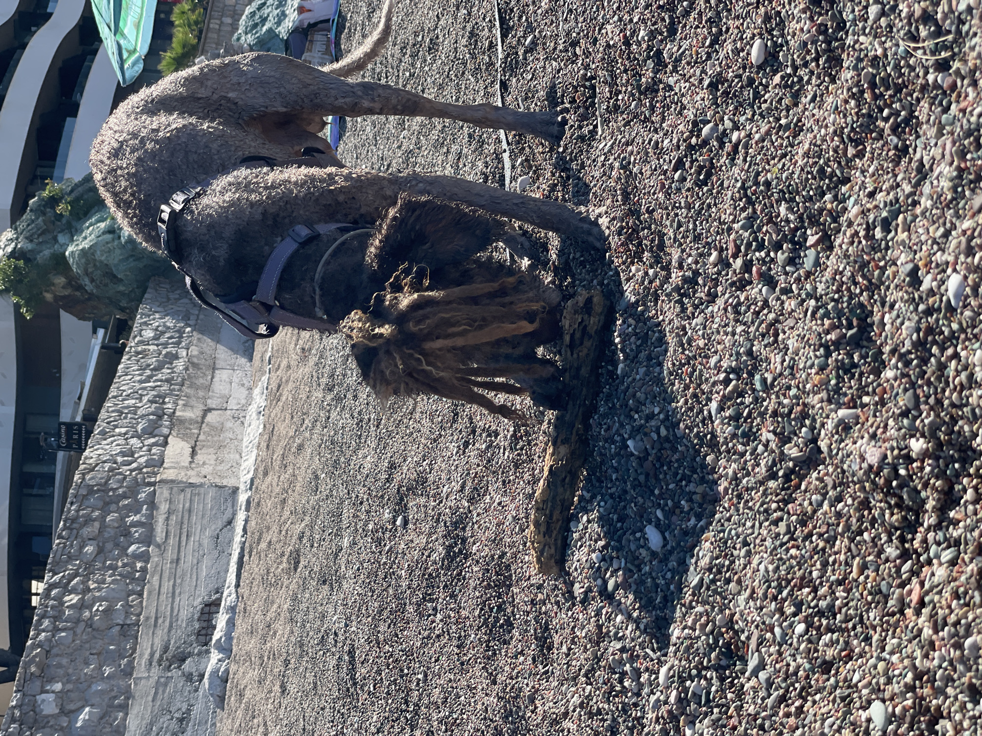 A medium-sized, brown Lagotto Romagnolo dog with a dark grey harness is on a pebble beach in Rafailovići, Montenegro. The dog has its head down, investigating an object, possibly driftwood. The beach consists of small, multicolored pebbles. In the background is a stone wall, part of a building, and some vegetation. The scene is lit by bright sunlight. The sign for Casino Paris is partially visible in the background.