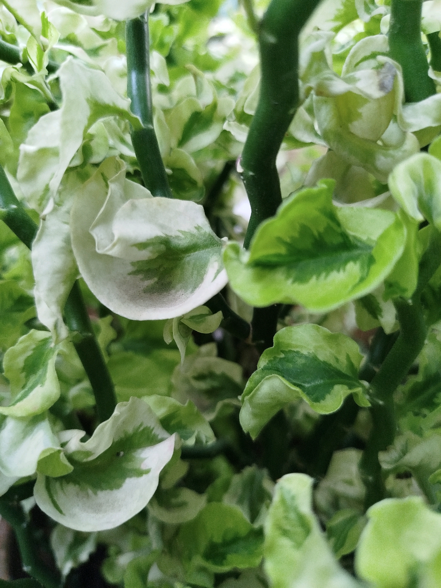 The image is a close-up, macro photograph of a variegated plant with thick, green stems and wavy leaves that are mottled with white and green. The plant appears to be indoors or in a sheltered outdoor location, with a shallow depth of field that blurs the background. There are no people or discernible actions taking place. The specific location in Depok, Indonesia, is not evident from the image itself.