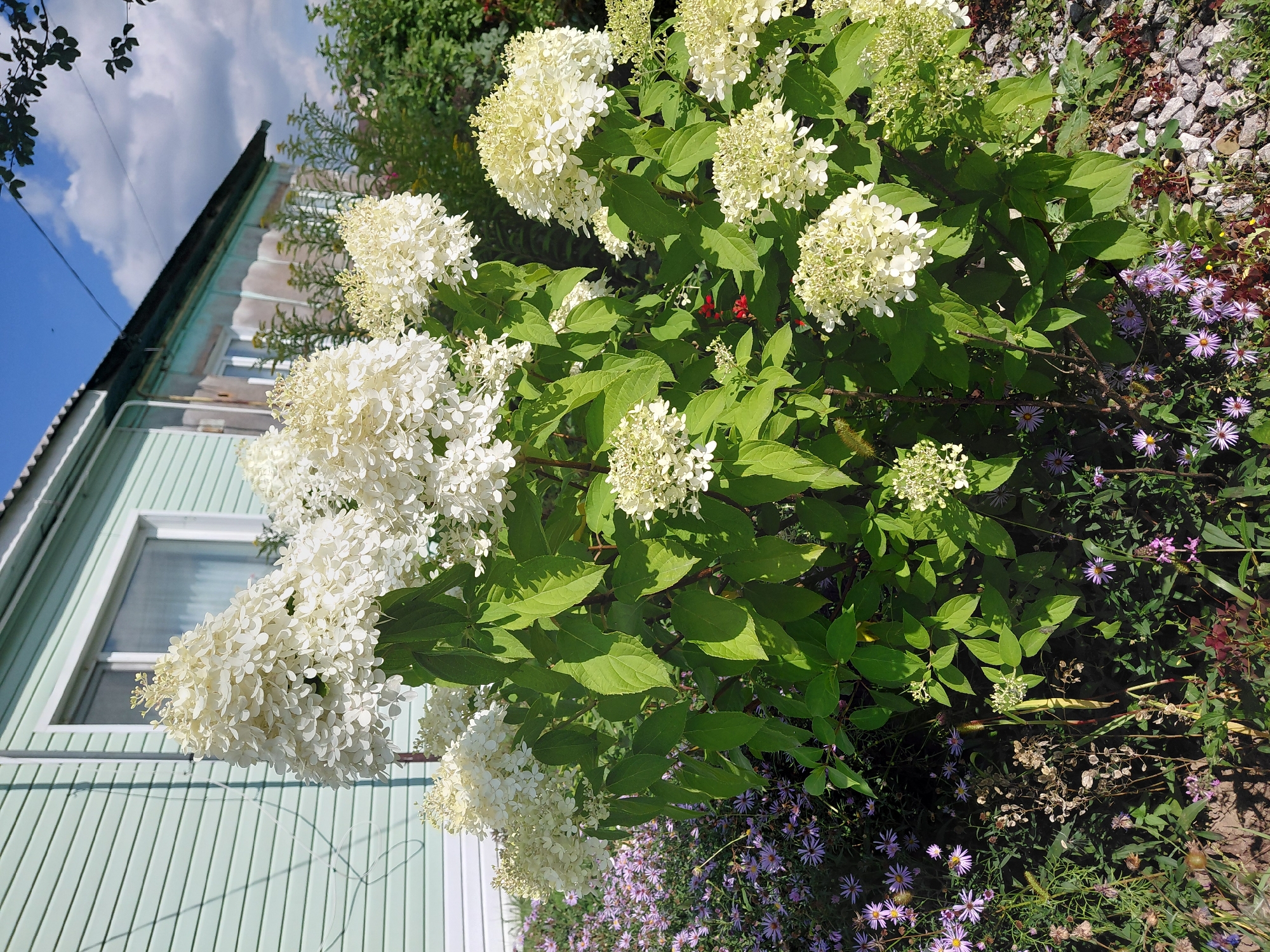 In Malinovka, Russia, a close-up, eye-level shot captures a lush green garden scene dominated by a large, white hydrangea bush in full bloom. The hydrangea's large, cone-shaped clusters of white flowers are the focal point, their delicate petals catching the sunlight. Interspersed with the hydrangea are smaller clusters of delicate purple aster flowers, adding a contrasting splash of color. The background features the side of a light green, one-story building with horizontal siding and a white-framed window. The building appears to be a residential structure, possibly a house or dacha, with a slightly weathered appearance. The sky above is a clear blue, with a few wispy white clouds, indicating a pleasant, sunny day. The foreground of the image shows more of the garden's ground cover, including gravel, dry leaves, and various smaller plants, suggesting a natural, unmanicured garden setting. The overall impression is one of a peaceful, rural summer day.