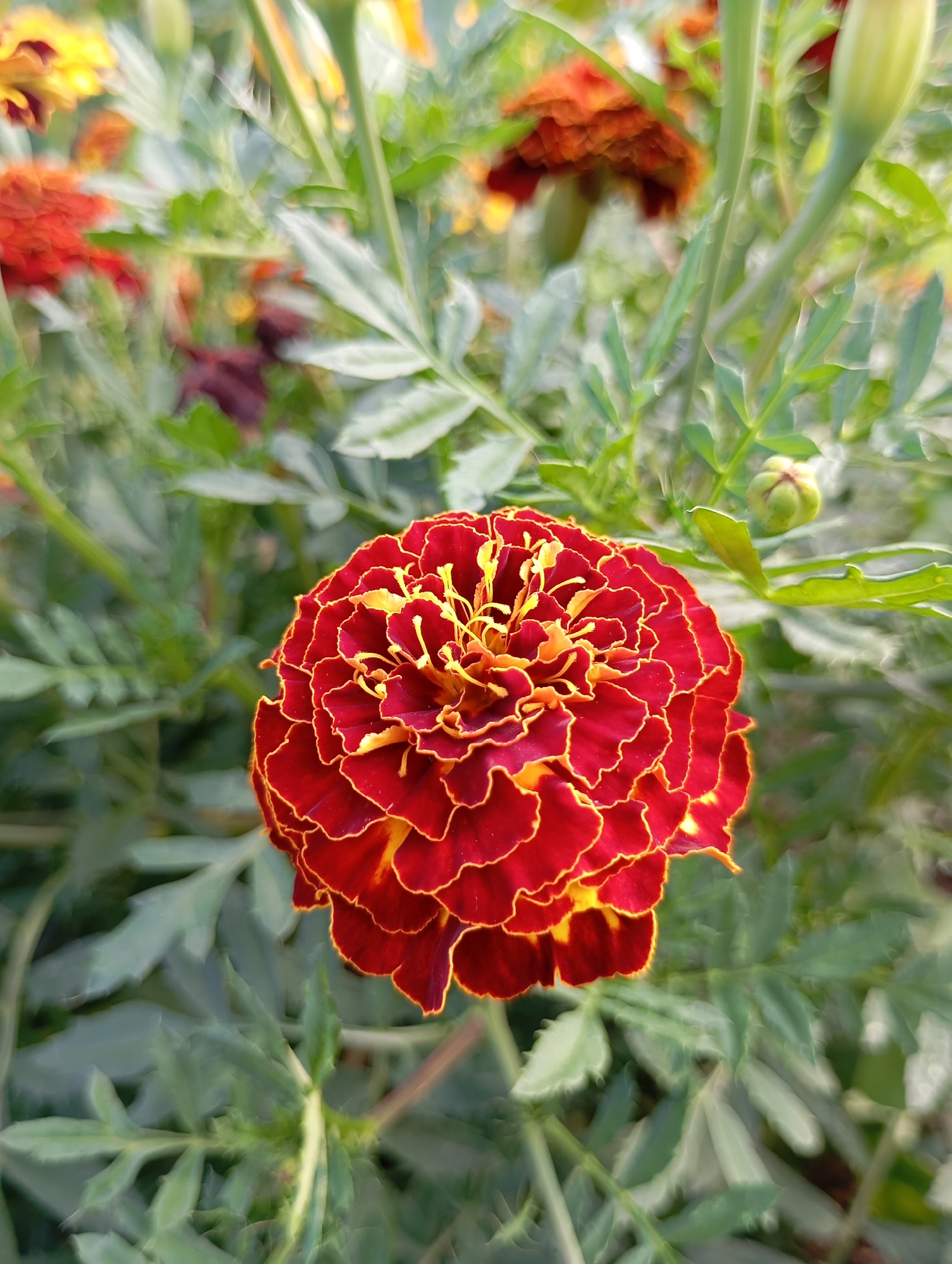 In a close-up, medium shot, a vibrant red and yellow marigold bloom dominates the foreground. The flower's petals are densely packed and ruffled, with a deep red hue transitioning to a bright yellow at the edges and center. The bloom is slightly tilted, showcasing its intricate texture. Surrounding the central flower is a lush green foliage, with feathery leaves and stems. In the background, other marigold blooms and buds are visible, some in shades of orange and yellow, adding depth and color to the scene. The overall impression is one of a flourishing garden. The scene is located in the city of Fokino, Russia.