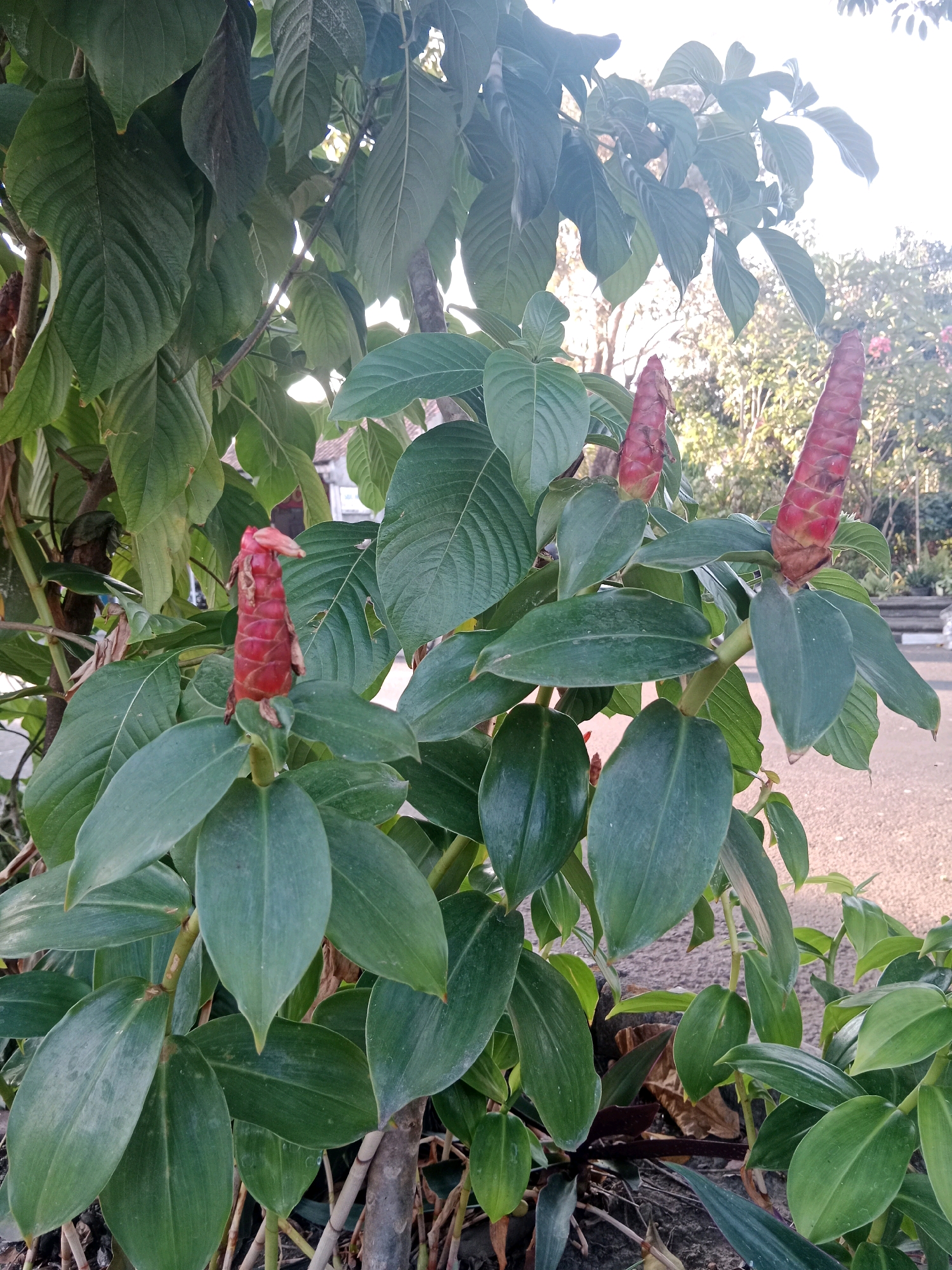 This image captures a close-up view of a plant with prominent red cone-shaped flowers and large green leaves. The plant appears to be outdoors, with a blurred background suggesting an urban or suburban setting. The lighting indicates it was taken during the daytime, likely late afternoon or early morning due to the soft, diffused light and the angle of the shadows. The plant is positioned in the foreground, dominating the frame. The flowers are a vibrant red, with visible bracts forming a layered, conical structure. The leaves are broad, oval-shaped, and have a glossy finish. In the background, there are hints of other vegetation, including trees and possibly some man-made structures like a fence or wall. The ground beneath the plant appears to be a mix of soil and possibly gravel or pavement. The overall impression is one of natural beauty within an inhabited environment. The specific location is in the city of Yogyakarta, Indonesia, though the exact spot is not identifiable from the image alone. There are no people or animals visible in the frame, nor any actions or interactions taking place. The focus is solely on the botanical subject.