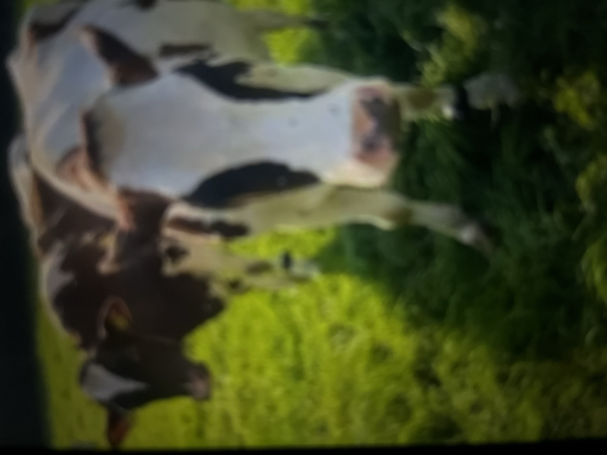 The image shows a brown and white cow standing in a field of green grass. The cow is facing away from the viewer. The photo was taken from a low angle. While the image may depict a scene reminiscent of Tinaquillo, Venezuela, the image cannot be confirmed to be taken in that particular location.