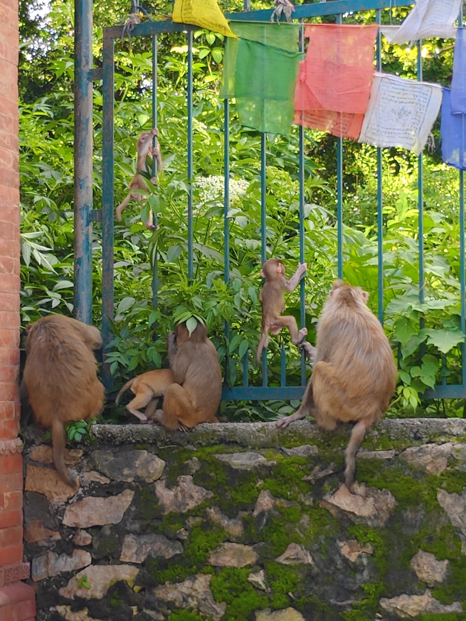 The image shows a group of macaques at the Budhanilkantha Temple complex in Kathmandu, Nepal. Several macaques are visible, some climbing on the green metal gate adorned with Tibetan prayer flags in various colors, including yellow, green, red, white, and blue. One adult macaque is sitting on a moss-covered stone wall in the foreground, facing away from the camera. Another adult macaque is also on the wall, facing left. A young macaque is partially visible between the two adults, appearing to be feeding or interacting with them. In the background, lush green foliage and trees are visible, suggesting an outdoor, natural setting within the temple grounds. The lighting indicates it is daytime, with sunlight filtering through the leaves.