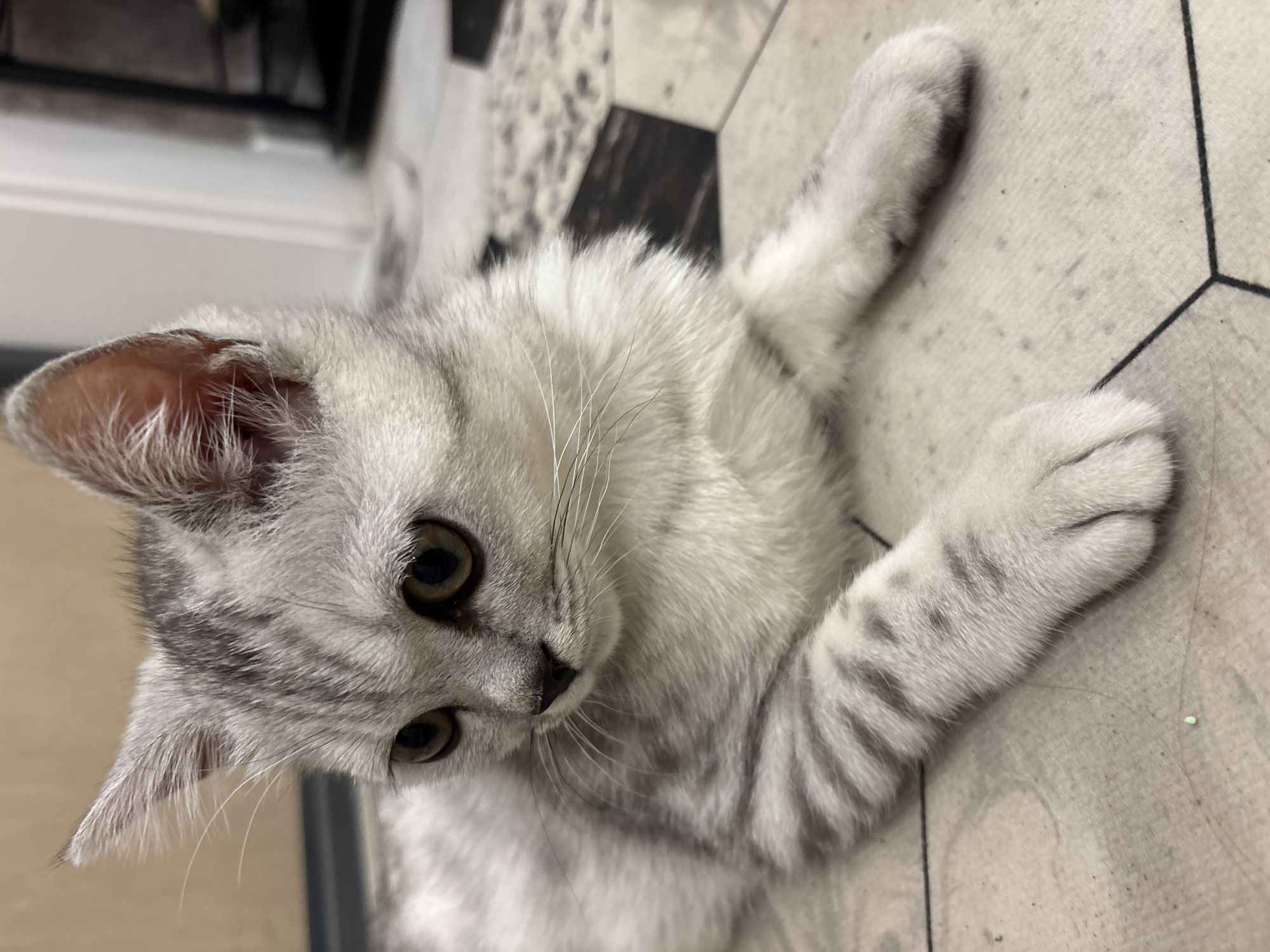 A grey tabby kitten is lying on a patterned tile floor. The kitten's body is oriented diagonally across the frame, with its head at the lower left and paws extended towards the upper right. The tile floor has a pattern of light and dark hexagonal shapes. The background is partially obscured by shadows and indistinct objects. No people are visible. There is no indication of the location being Izhevsk, Russia.