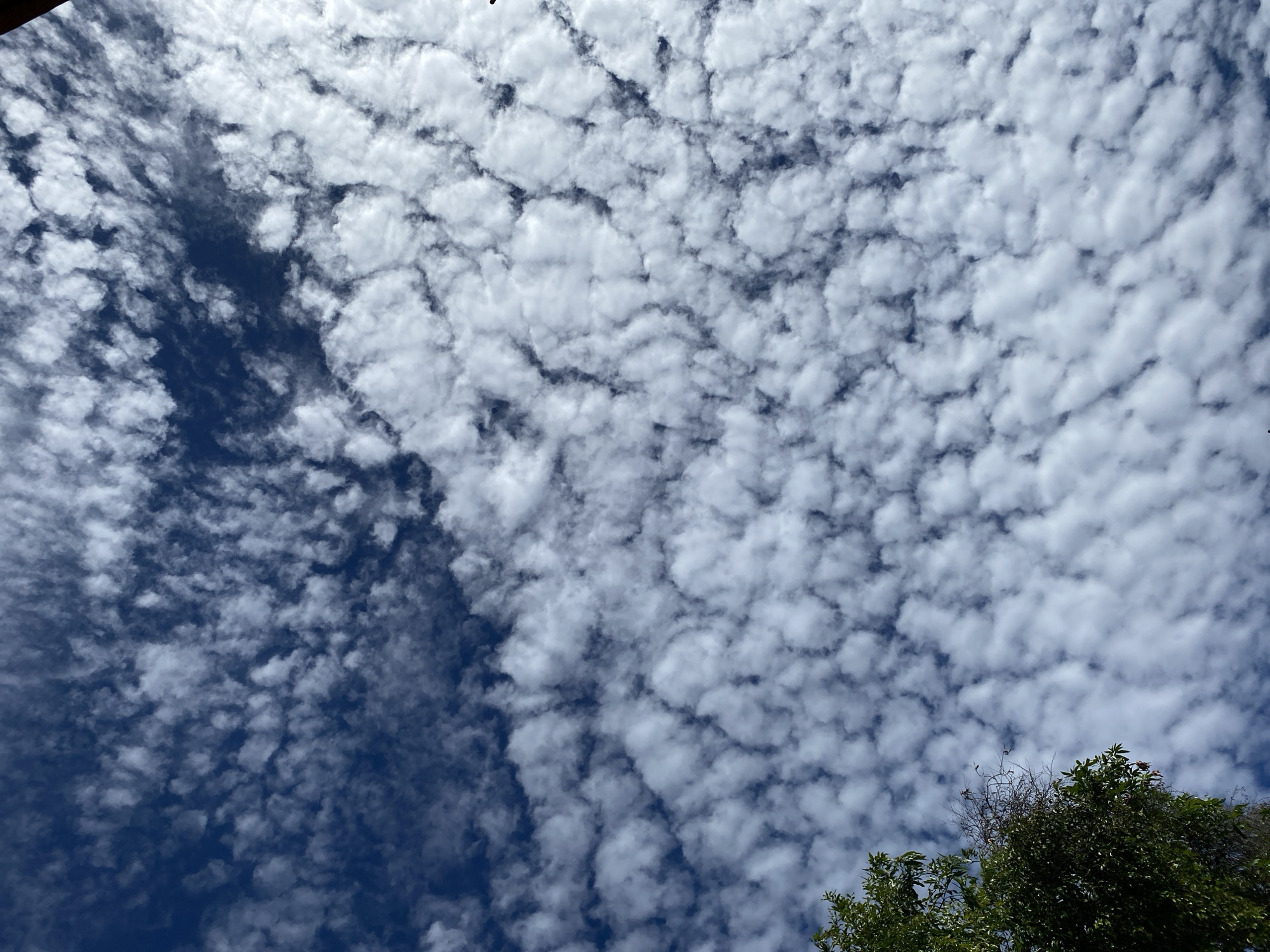 The image shows a vast expanse of the sky filled with altocumulus clouds. These clouds appear as small, puffy masses arranged in rows or patches, creating a textured, rippled effect across the deep blue sky. In the lower left corner, the top of a tree with dense green foliage is visible, along with some dry branches. The lighting suggests it is daytime, with the sun likely high in the sky, casting a bright illumination on the clouds. There are no people, buildings, or any other discernible man-made objects or human activity visible. The scene depicts a natural sky formation above a location that, based on the provided information, is the city of Banda Aceh, Indonesia.