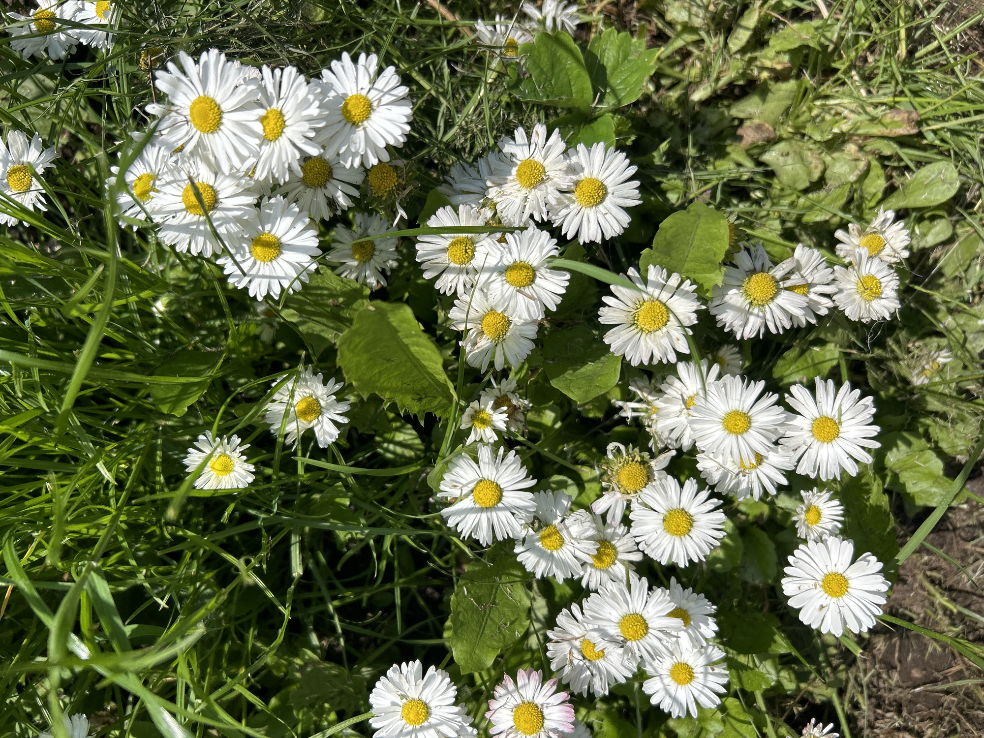 A high-angle, close-up shot shows a patch of common daisies (Bellis perennis) growing in lush green grass. The daisies are in various stages of bloom, with most displaying their characteristic white petals radiating from a bright yellow center. Some of the flowers show signs of wilting or damage to their petals. The surrounding grass is a vibrant green, with some blades catching the sunlight. The ground beneath is partially visible, appearing as dark soil with a few fallen leaves and dry grass. There are no people or animals present in the image, and no man-made objects are discernible. The scene suggests a natural outdoor setting, likely a park, meadow, or garden. The location is identified as Chaikovsky, Russia.