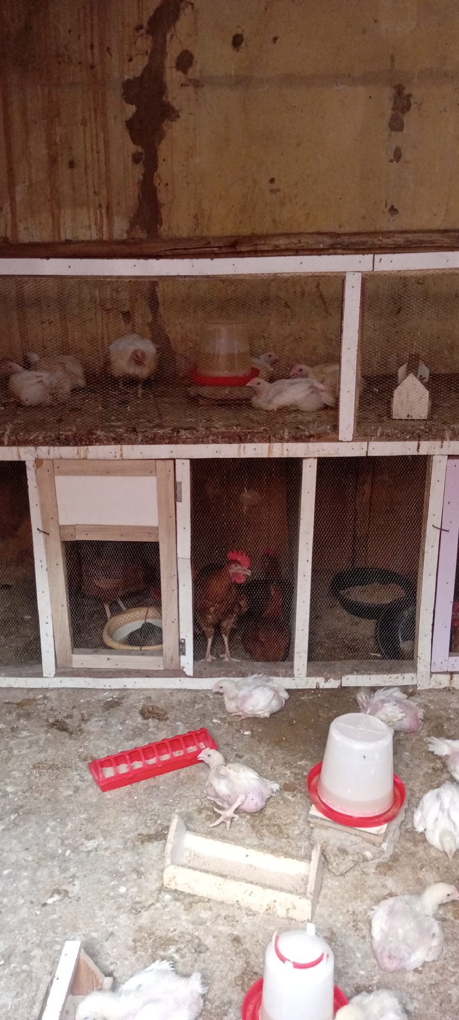 The image depicts an indoor chicken coop, presumably located in Gama, Nigeria. The coop consists of a two-tiered structure made of white painted wood and wire mesh. Several chickens are visible, both inside and outside the cages. Some are white, and a few are brown. There are multiple feeders and waterers scattered throughout the scene, both inside and outside the cages. The floor appears to be concrete and is littered with droppings and feed. The wall behind the coop appears to be aged and stained.