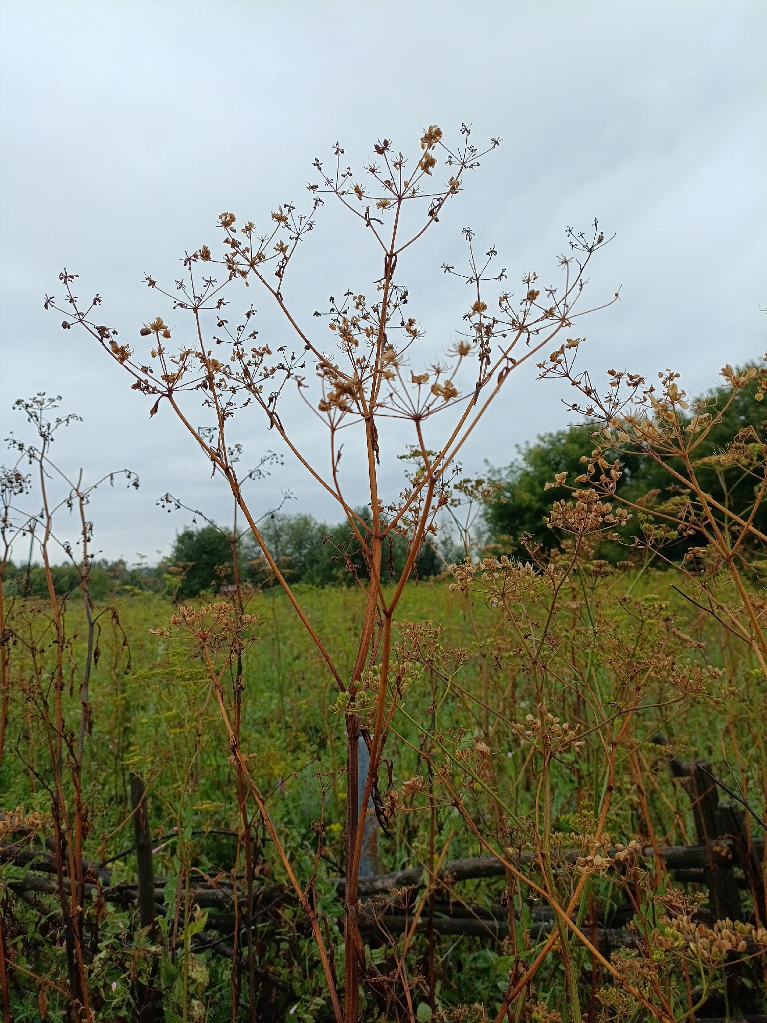 The image shows a close-up view of dried, brown wildflower stalks against a muted, overcast sky. The stalks are brittle and skeletal, with delicate seed pods clinging to their branches. In the background, a field of green grass and foliage stretches out, dotted with some yellow wildflowers. A rustic wooden fence made of rough-hewn branches is visible in the foreground, partially obscured by the dried plants. The scene evokes a sense of late autumn or early winter in a rural setting, possibly in or around Yasnaya Polyana, Russia, given the description of the location. There are no people or animals depicted in the image. The overall atmosphere is one of quiet decay and the transition of seasons.