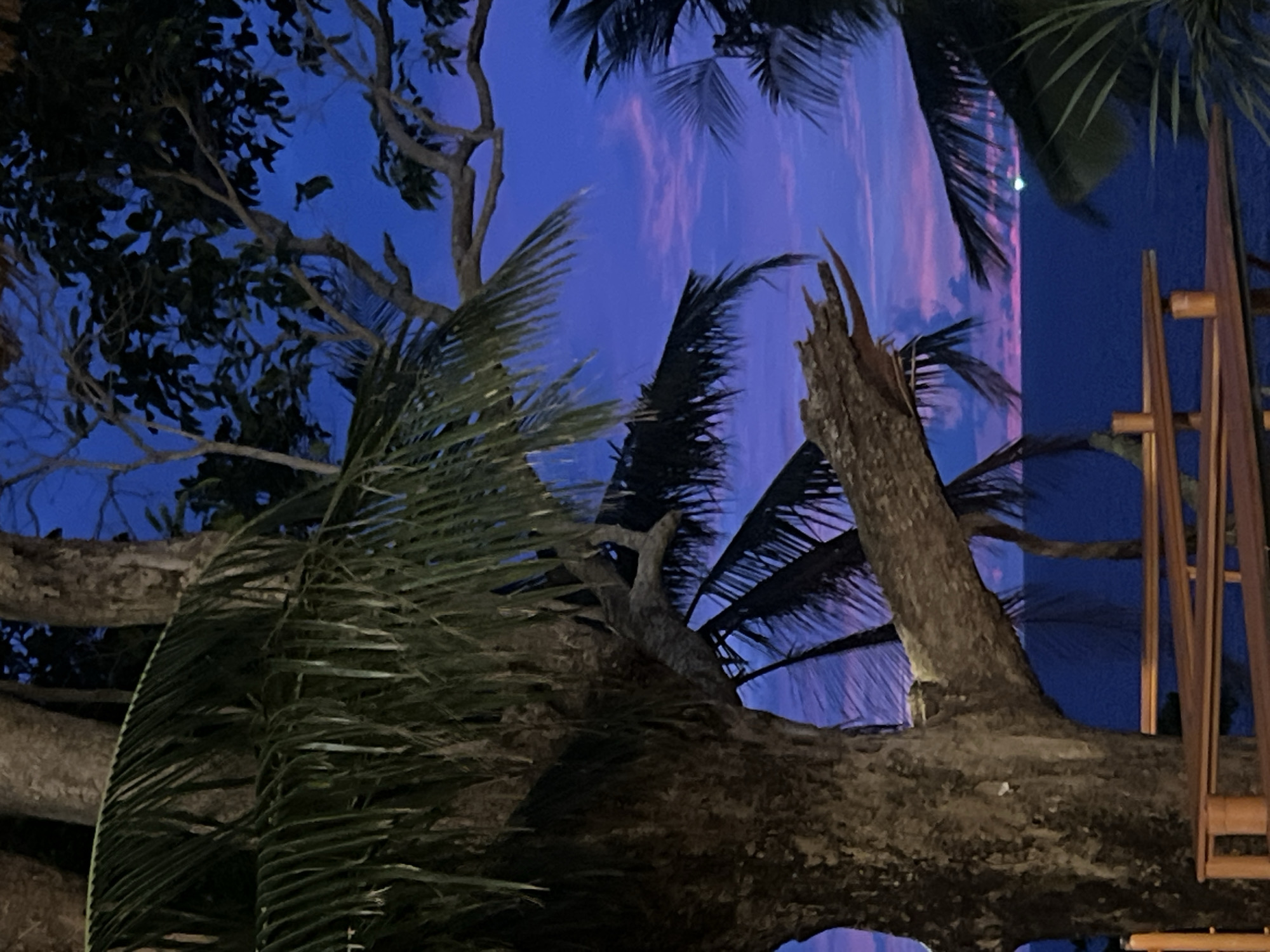 The media file shows a low-angle shot looking up at trees and the sky during twilight. The subjects are primarily the dense foliage of trees, including palm fronds, and a large, gnarled tree trunk in the foreground. The sky is a deep blue, with streaks of pink and purple indicating the sunset or sunrise. There are no visible people or specific objects, apart from a wooden structure, possibly part of a building or furniture, on the right side of the frame.
The time of day is clearly twilight, judging by the colors of the sky. The weather appears calm, as the palm fronds are not being tossed about wildly. The presence of palm trees and the overall lushness of the foliage suggest a tropical location. Considering the provided location context of Karon, Thailand, this scene likely depicts a coastal or garden area within that region.
The overall mood conveyed is serene and tranquil, amplified by the soft, dusky light and the natural elements. The broken tree branch in the middle ground adds a touch of natural decay or the aftermath of a storm, but the prevailing feeling is one of peace. There is no visible text in the media file.