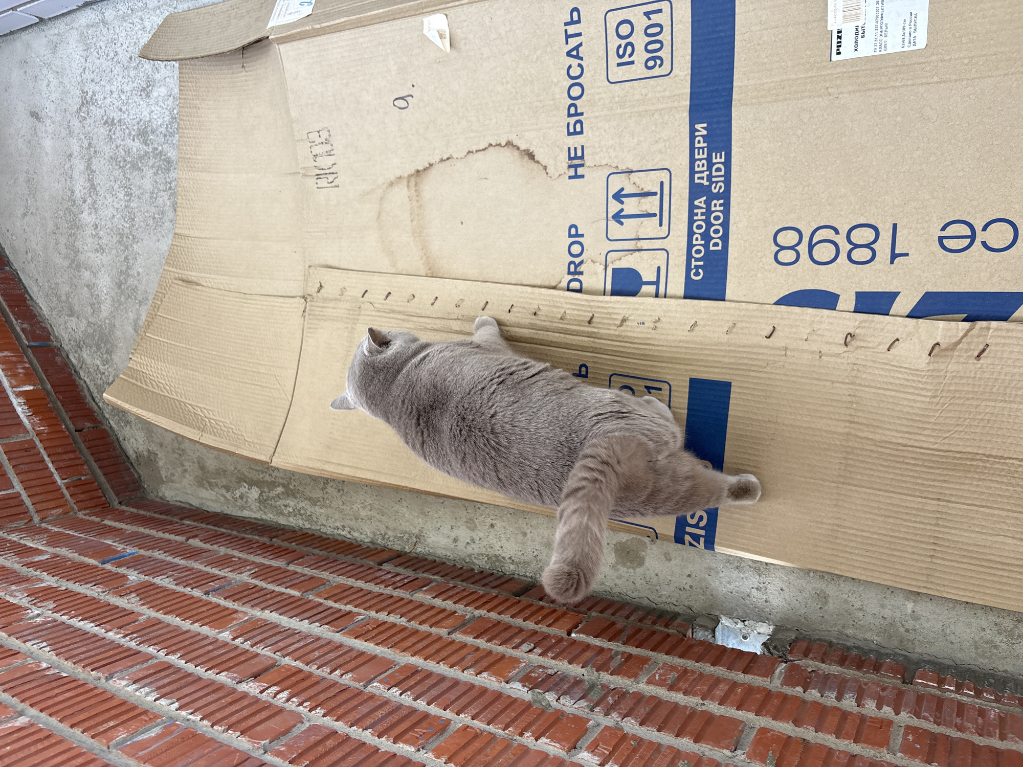 A grey cat lies on a large piece of cardboard with printed text in Russian and English, near a red brick wall. The text on the cardboard includes phrases like "НЕ БРОСАТЬ" (DO NOT DROP), "СТОРОНА ДВЕРИ" (DOOR SIDE), "ISO 9001," and "ce 1898." Additional text is a product sticker from POZI with the following information: "ХОЛОДИЛ... БЫТ...ТУ 27.51.11-237-07503307-20...КЛАСС ЭНЕРГОЭФФЕКТИВ...ЦВЕТ: БЕЛЫЙ...63х68,5х189 см...Сделано в России...ДАТА ВЫПУСКА..."