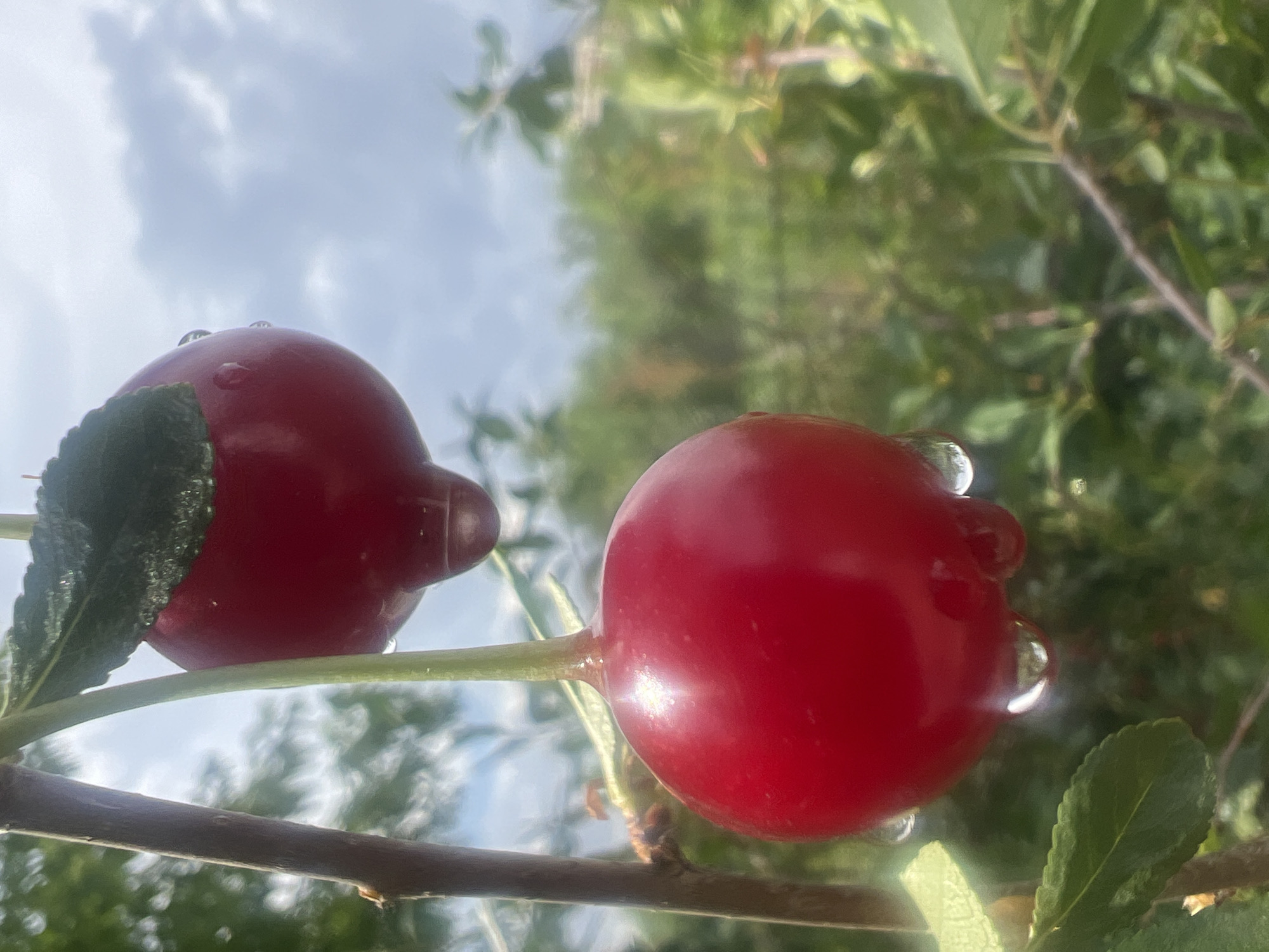 Two ripe, red cherries hang from a branch against a blurred background of green foliage and a cloudy sky. Water droplets cling to the surfaces of the cherries, some appearing to drip from the bottom of the lower cherry. A dark branch is visible to the left of the cherries. The image appears to have been taken outdoors. There is no visible indication of the location within Termirtaw city administration, Kazakhstan.