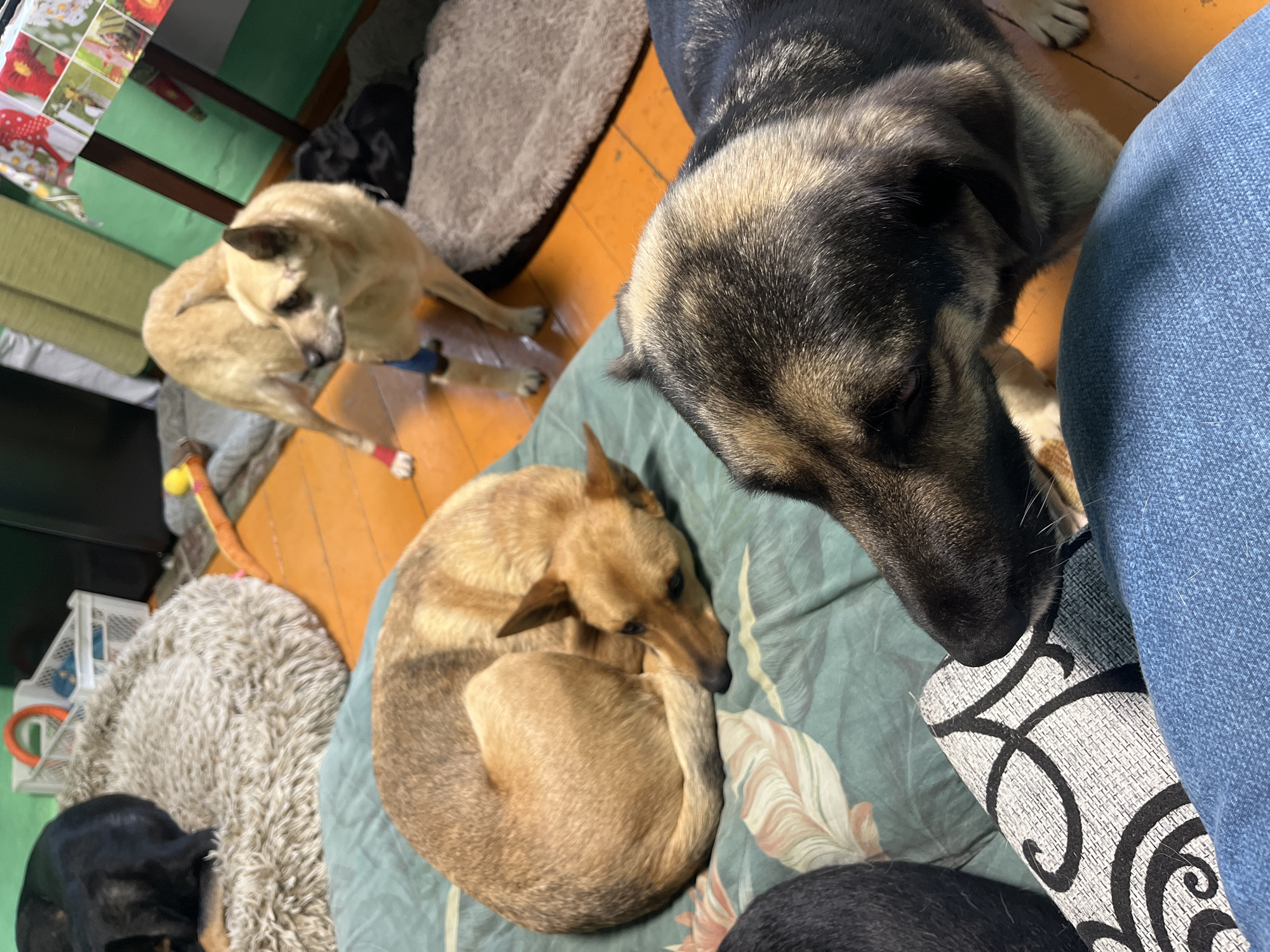The image depicts an indoor scene with four dogs of varying breeds and colors. The setting appears to be a room with orange-toned flooring, possibly wood. In the foreground, a German Shepherd-type dog with black, brown, and tan fur is looking downwards, its head close to a person wearing blue jeans. Another dog, predominantly tan, is curled up on a teal-colored bed with a leaf pattern. Behind it, a lighter tan dog stands, appearing to have bandages or wraps on its hind legs. Further in the background, a dark-colored dog is visible lying on a fluffy, round dog bed. Various dog toys and pet supplies, including plastic crates and an orange ring toy, are scattered around the room, suggesting a pet-friendly environment. There is no discernible indication of the specific location within Nizhny Tagil, Russia, in the image itself.