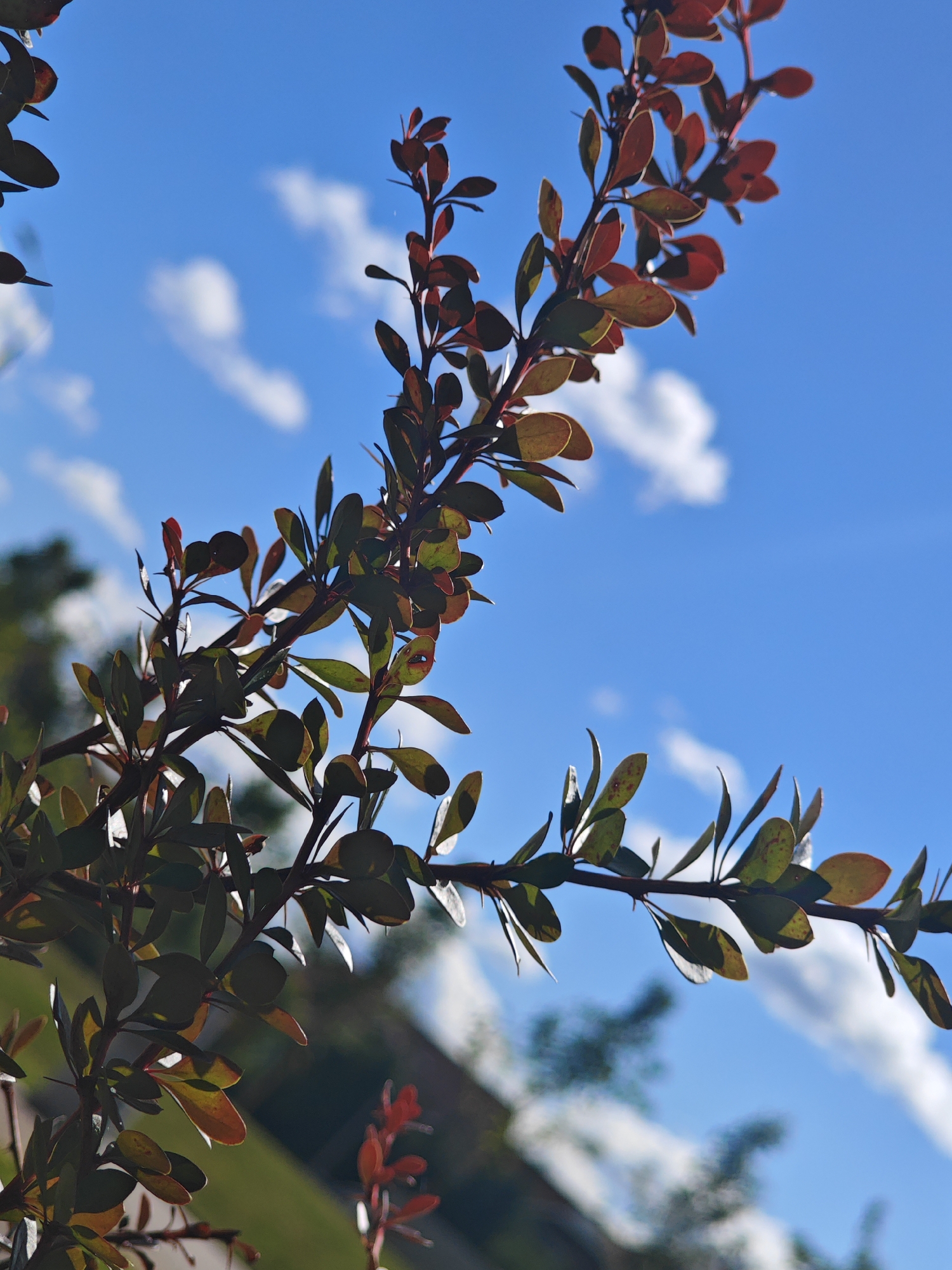 The image is a close-up, low-angle shot of a branch with dark red and green leaves against a bright blue sky with scattered white clouds. The leaves are small and oval-shaped, with some showing hints of yellow and orange. The branch is thin and brown, with sharp thorns visible. The background is blurred, showing green foliage and a hint of a building. The scene appears to be outdoors on a sunny day. There are no people or animals present in the image. The location is not specified as Moscow, Russia.