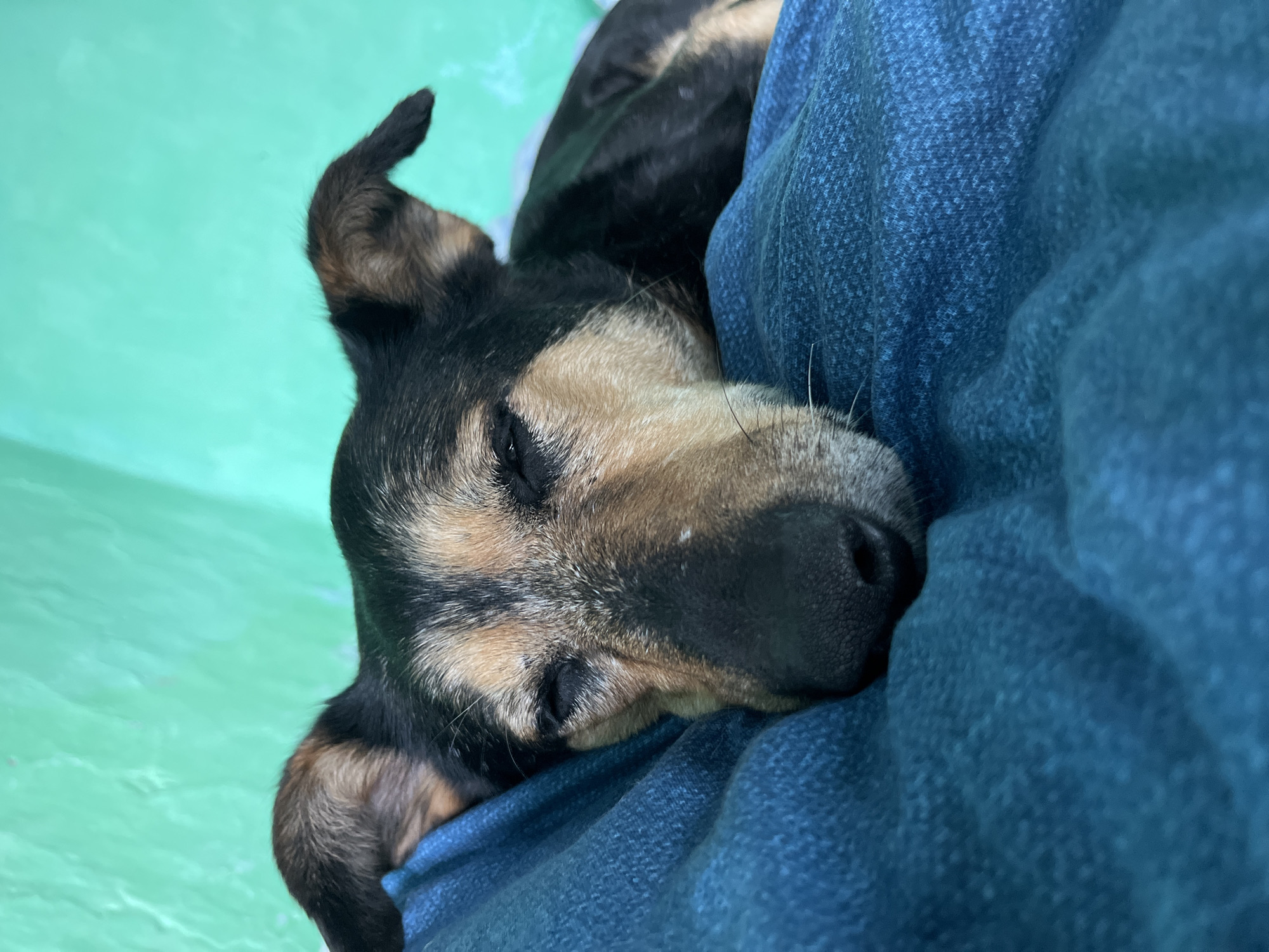 A close-up, eye-level shot captures a medium-sized dog with black and tan fur sleeping on a textured blue surface, possibly a blanket or cushion. The dog's eyes are closed, and its head is resting on the surface. The background is a slightly out-of-focus, textured green wall. There are no identifiable landmarks or contextual clues within the image that would indicate its location in Nizhny Tagil, Russia, or any other specific city. The scene appears to be an indoor setting.