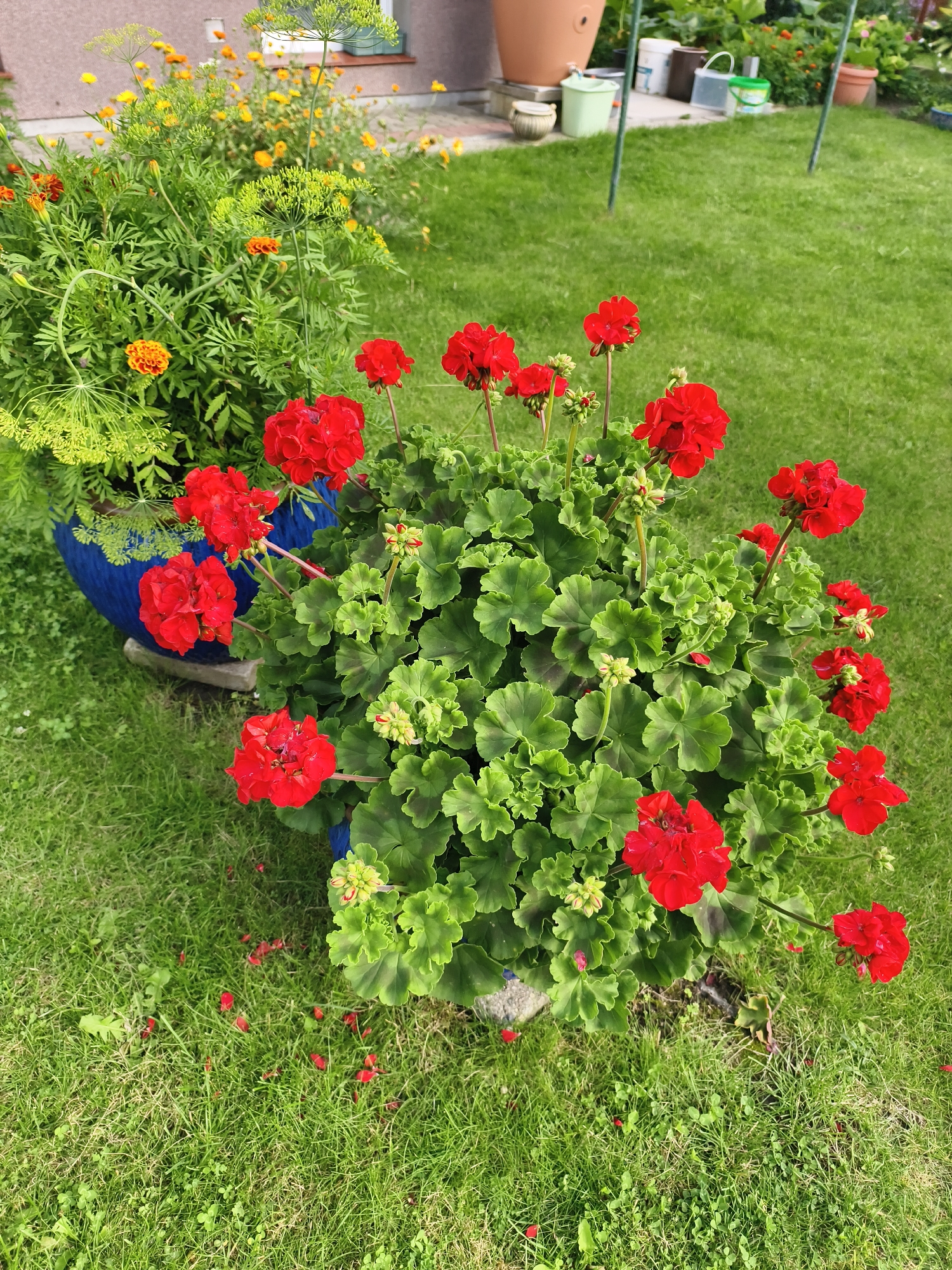 In Tczew, Poland, a vibrant garden scene unfolds, dominated by lush greenery and a profusion of red geraniums. The flowers, tightly clustered in bloom, exhibit a rich, velvety texture, their petals adorned with water droplets, suggesting a recent watering or morning dew. The leaves of the geraniums are a deep, variegated green, some edged with a darker hue, creating a striking contrast with the bright red blossoms.
Behind the geraniums, a large blue pot overflows with feathery dill and cheerful yellow and orange marigolds. The dill's delicate fronds create a soft, airy backdrop, while the marigolds add pops of warm color. The blue pot itself rests on a gray stone base, a subtle anchor in the otherwise vibrant display.
The scene is set against a backdrop of a well-maintained lawn, its emerald green expanse dotted with fallen red petals, a testament to the abundance of the flowers. In the distance, glimpses of a building and various garden containers, including large terracotta and plastic pots, suggest a residential setting. The overall impression is one of a flourishing and well-tended garden, bursting with life and color on a pleasant day.