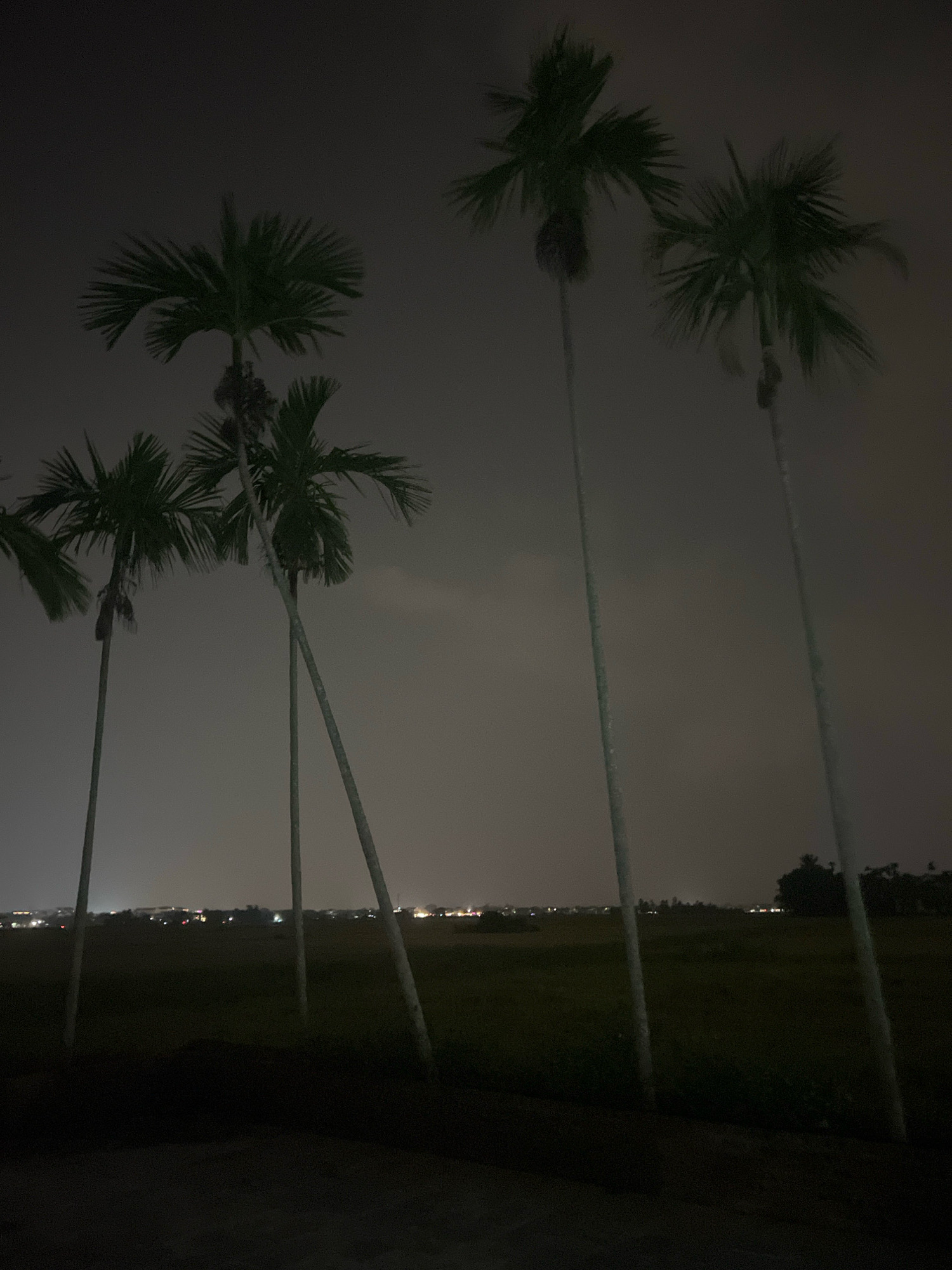 A nighttime photograph captures several tall palm trees silhouetted against a hazy, overcast sky. The tops of the palm trees are visible, with their fronds appearing dark and indistinct. In the background, a distant city skyline is faintly illuminated by numerous lights, suggesting a populated area. The foreground is dark, with the ground appearing to be a field or open space. The overall atmosphere is somber and still. The image was taken in Hoi An, Vietnam.