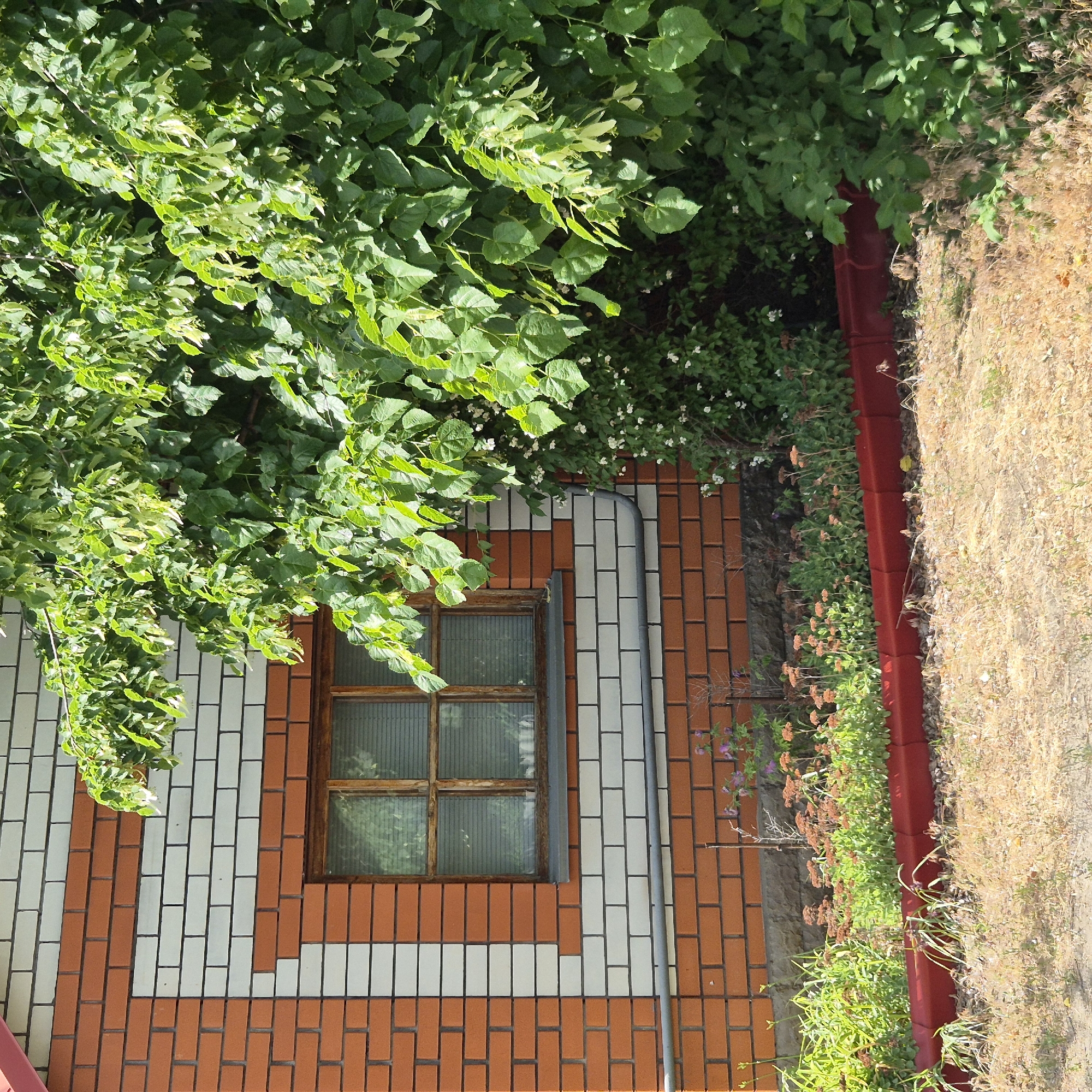 A weathered wooden-framed window is set into a brick wall. The wall features a contrasting pattern of orange and white bricks, forming a geometric design around the window. Lush green foliage, including a large tree with visible seed pods, encroaches on the right side of the image, partially obscuring the wall and window. Below the window, a flowerbed contains low-lying plants with small orange blossoms, bordered by a red edging. The ground in front of the flowerbed is covered in dry grass. The scene appears to be a residential exterior, potentially in a garden or yard setting. The specific location of Liski, Russia, is not visually identifiable from the provided image.