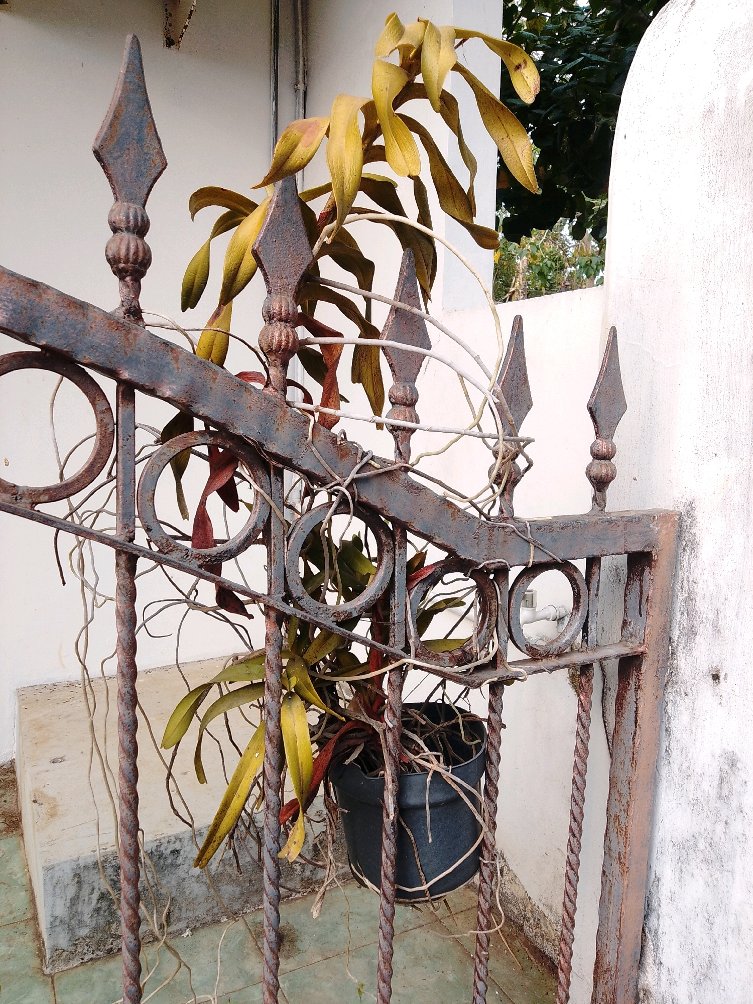 The image depicts a close-up view of a rusty, wrought-iron gate with an orchid plant in a black pot. The orchid has yellow and reddish leaves and aerial roots that trail down. The gate has decorative pointed finials and circular elements. In the background, a white wall is visible, with hints of green foliage and trees. The scene appears to be outdoors. The image is taken at ground level, looking slightly upwards. There are no people or animals present in the image. The setting suggests a residential or garden area, possibly in Cikal, Indonesia, given the presence of lush vegetation typical of tropical regions.
