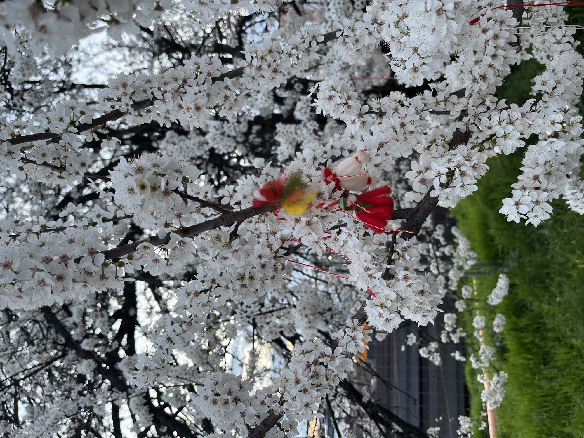 The image presents a close-up of a deciduous tree in full bloom in Plovdiv, Bulgaria. The tree's branches are densely covered with small white blossoms, each featuring a light brown center. Several Martenitsa decorations are prominently displayed, suspended from a central branch. One Martenitsa consists of two stylized figures: a female figure in a red dress with a green hat, and a male figure in white with red-striped pants, both crafted from yarn and suspended by red and white braided cords. Directly above these figures, a separate Martenitsa features a cluster of red, yellow, and green fluffy material, also attached with red and white cords. Multiple additional red and white braided cords are visible hanging from other flowering branches. The lower portion of the scene reveals vibrant green grass at the base of the tree. In the background, beyond the foliage, a dark, indistinct structure with horizontal elements is partially visible against a light, overcast sky.