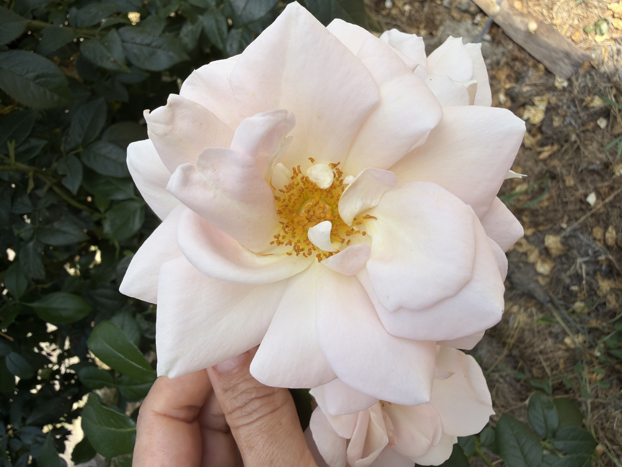 A close-up, eye-level shot features a light pink rose with yellow stamens held by a person's hand in front of a dark green leafy background. The rose is in full bloom and takes up most of the frame. The hand, partially visible on the left side of the image, is gently supporting one of the rose petals. The background is blurred, with out-of-focus dark green leaves and some dry ground visible at the bottom. The image does not provide any information about its location in Sochi, Russia.