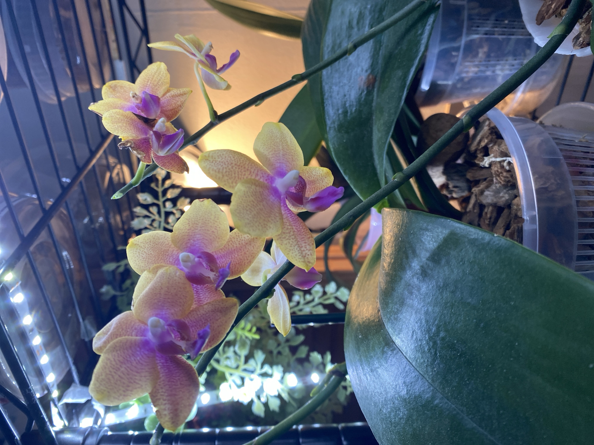 The image shows a close-up view of a flowering orchid plant with yellow and purple petals, set against a blurred background of artificial lights and greenery. The orchid is in bloom, with several flowers on display. The plant is housed in a clear plastic pot filled with bark chips. In the background, there are more potted plants and what appears to be a shelving unit. The lighting suggests an indoor setting, possibly a home or a greenhouse. The image does not contain any discernible information about a specific location in Miami, United States.