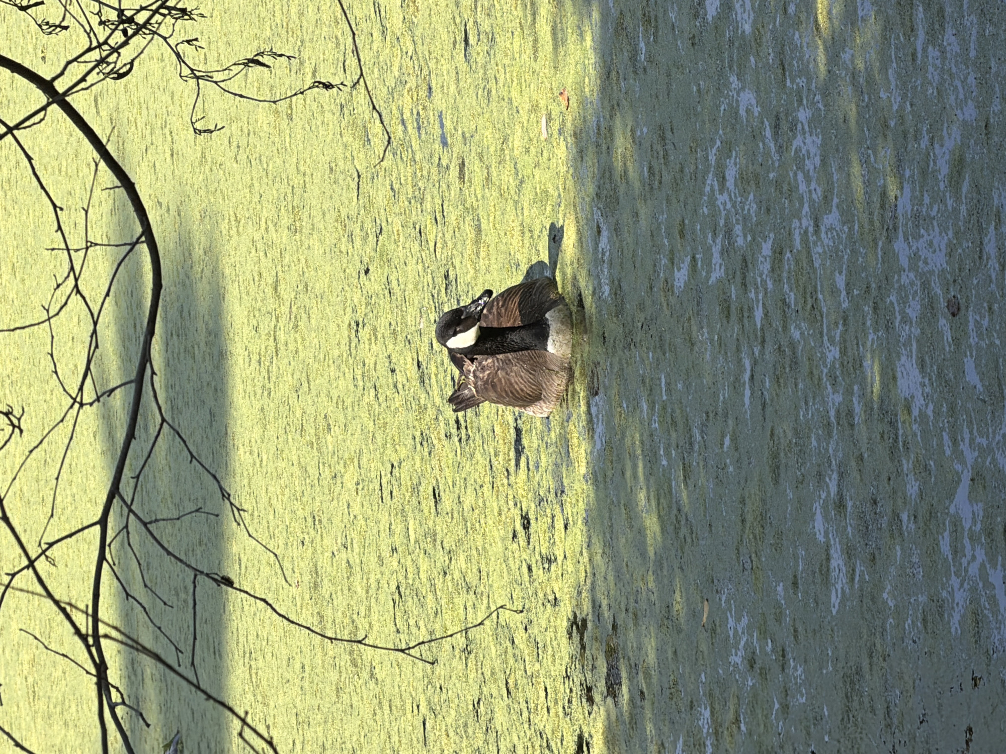 The scene is a stagnant body of water covered in green algae, likely a pond or a very slow-moving stream, possibly within a park or natural area. The body of water appears to be located in a wooded area, as evidenced by the bare tree branches on the left side of the frame and shadows cast across the algae-covered water. A Canada Goose is seen floating on the surface of the water amidst the algae. Due to the lack of specific landmarks, I can not definitively state that the location is in the city of Arcadia, United States of America.