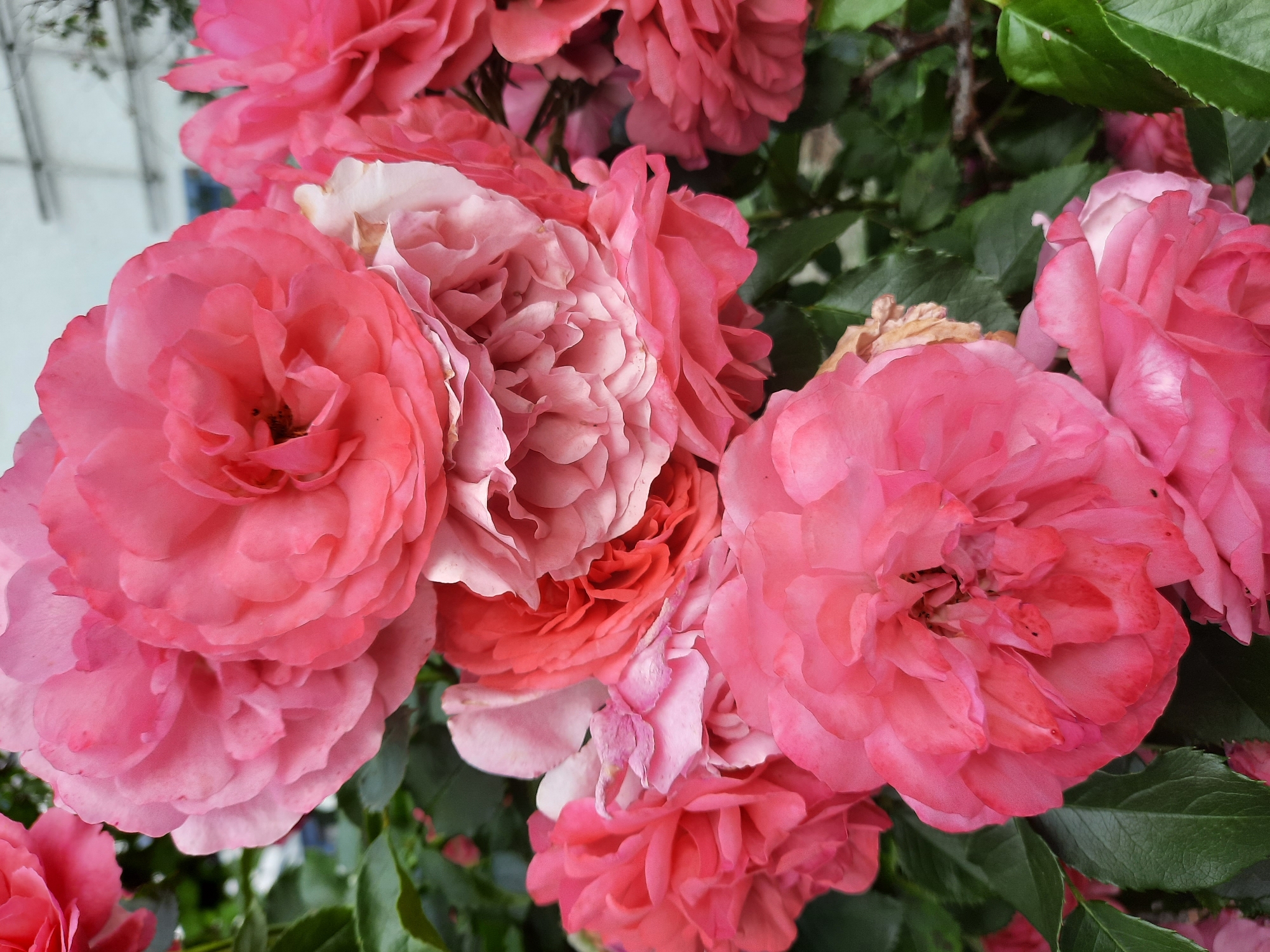 The image displays a close-up view of a cluster of pink roses in bloom. The roses are densely packed, with multiple layers of petals visible, showcasing variations in color from deep fuchsia to lighter shades of pink and even some white accents. The texture of the petals appears soft and velvety. Green leaves are interspersed throughout the arrangement, providing a natural backdrop. In the upper right portion of the image, a blurred background suggests an urban environment with the faint outline of a building and possibly some metallic structures, which could be consistent with an outdoor setting in the city of Rosenheim, Germany, such as a garden or a park area. There are no people or animals present in the image. The lighting suggests it is daytime, with soft shadows indicating diffused light. The focus is primarily on the roses, with the background being out of focus.