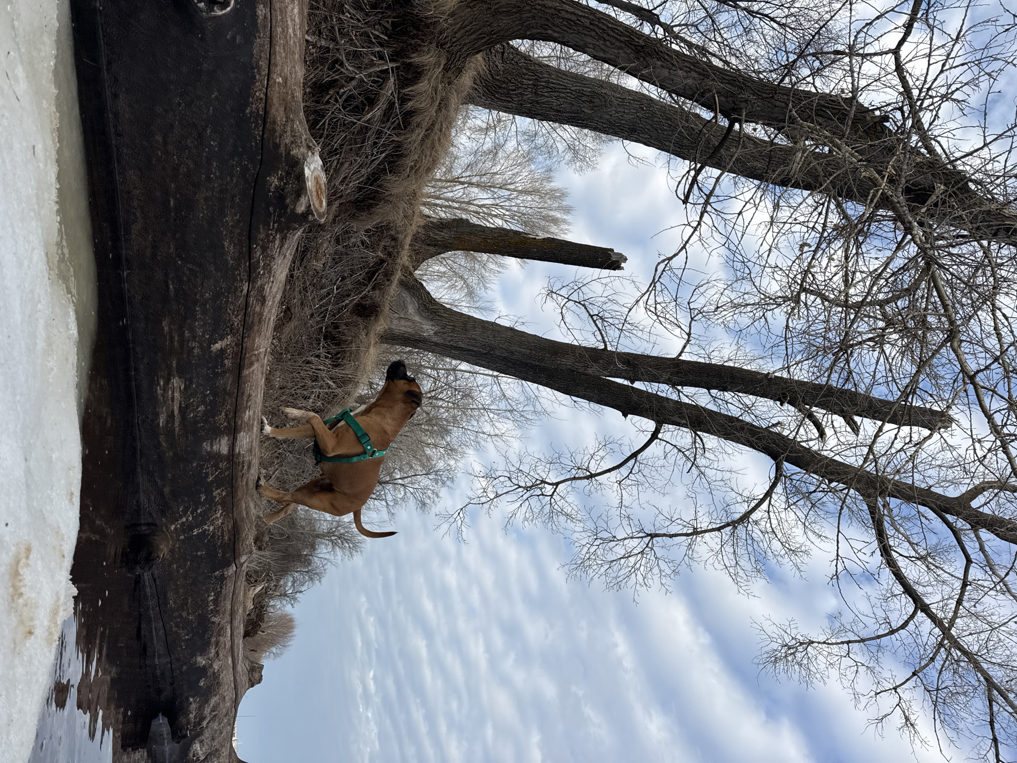 A medium-sized brown dog with a green harness stands on a large, dark tree trunk lying horizontally near a body of water with an icy edge. The dog's head is raised. Above the trunk, several bare tree branches reach towards a sky filled with wispy, streaky clouds. The location appears to be outdoors, potentially near a riverbank or lake in a cold climate. The image is oriented upside down, but the presence of ice on the water suggests a winter or early spring setting. The location is Chaikovsky, Russia.