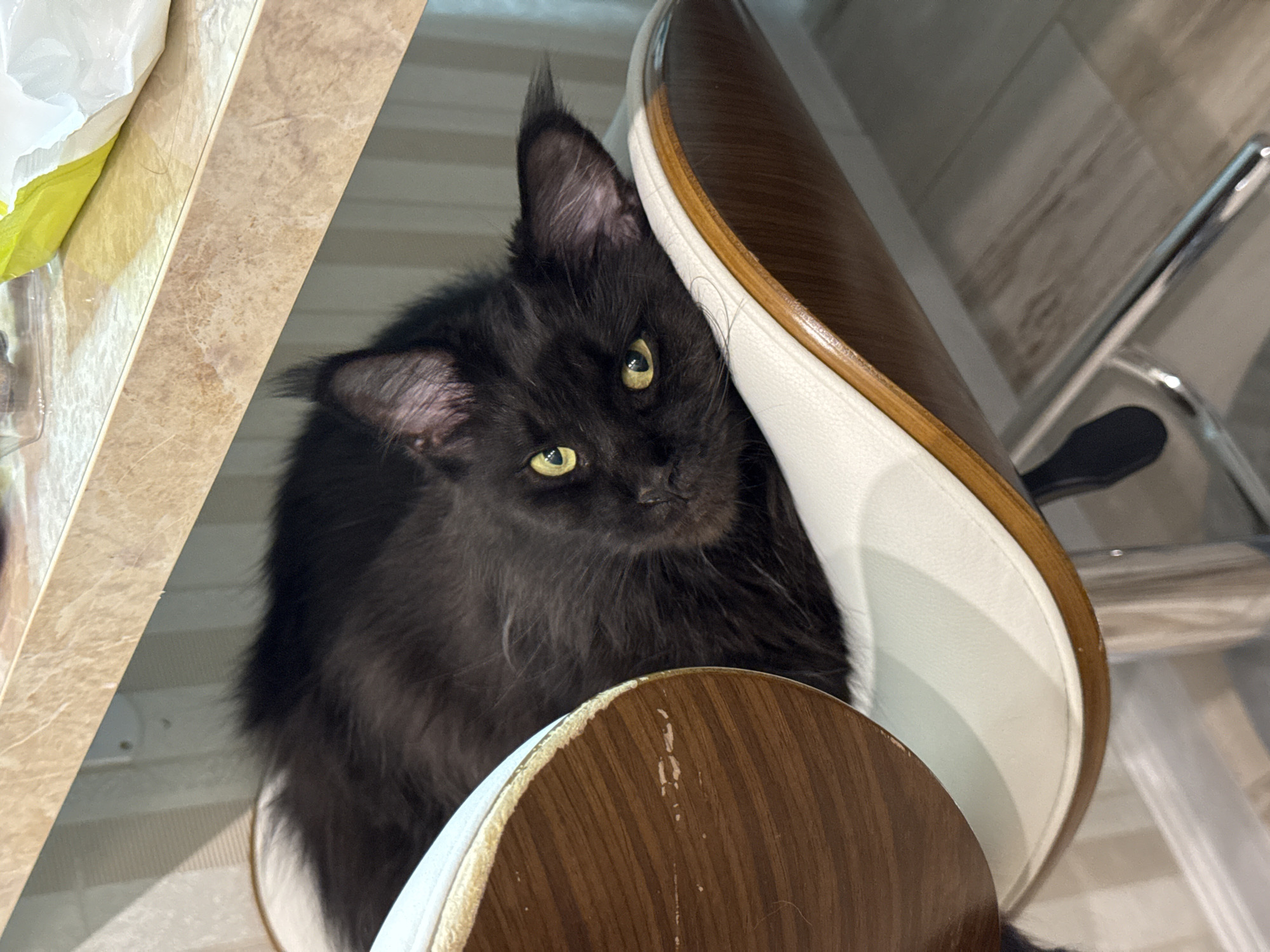A long-haired black cat with yellow eyes is nestled between the seat and back of a white and wood-colored chair. The cat is looking towards the camera. The scene is indoors. A partially visible kitchen counter and a metal chair frame are also in the frame. The location is potentially Sirius, Russia.