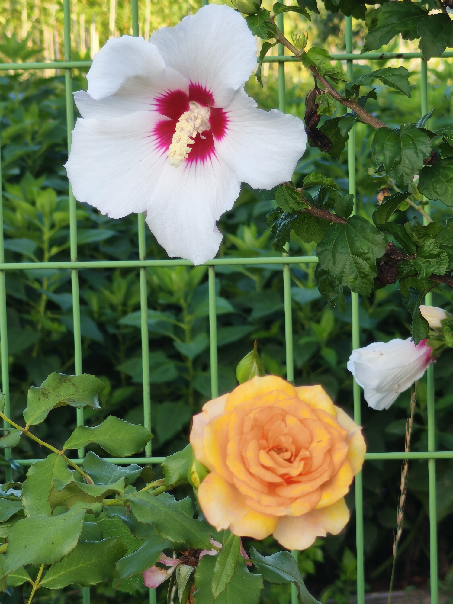 In Asan-si, South Korea, a vibrant garden scene unfolds, showcasing a juxtaposition of floral beauty against a green metal fence. Prominently featured is a large, white hibiscus flower with a deep pink center, its delicate petals unfurling towards the viewer. To the lower right, a luminous orange-yellow rose blooms, its tightly packed petals forming a classic spiral. Partially visible are other flower elements, including a white hibiscus bud or partially opened bloom on the right and hints of pink from faded blossoms near the rose. Lush green foliage surrounds the flowers, with some leaves showing signs of age or weathering. The green fence, composed of vertical bars and horizontal supports, acts as a subtle barrier, framing the natural elements and suggesting an outdoor, cultivated space. The background is a soft blur of more green leaves and the suggestion of sunlight filtering through, creating a serene and picturesque setting.