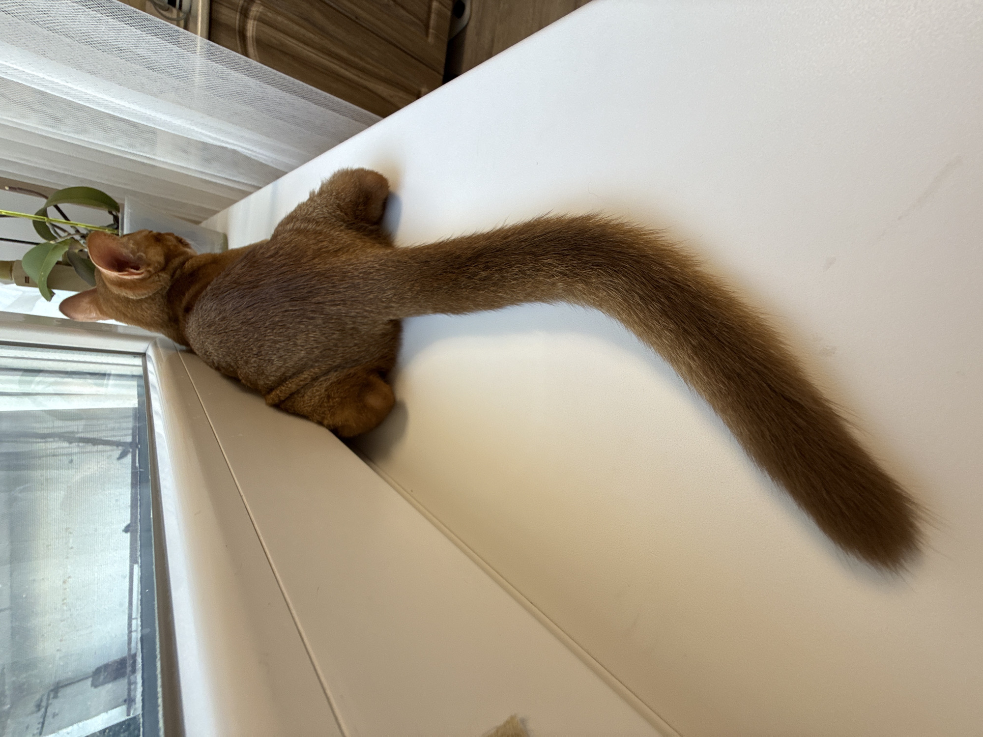 The media file shows a close-up, top-down view of an Abyssinian cat lying on a white surface, possibly a windowsill, in Stary Oskol, Russia. The cat is a reddish-brown color and its body is mostly obscured as it lies facing away from the camera, with its long, bushy tail extending out to the right. Its front paws are tucked beneath its body, and it appears to be relaxed or resting. To the left of the cat, a potted plant with green leaves is visible, suggesting an indoor setting. A window with sheer white curtains is also present to the left, providing a hint of the exterior environment which appears to be overcast or diffused light conditions, indicating it could be daytime. The white surface the cat is on has a slight sheen and a subtle texture. There is no visible text in the image.