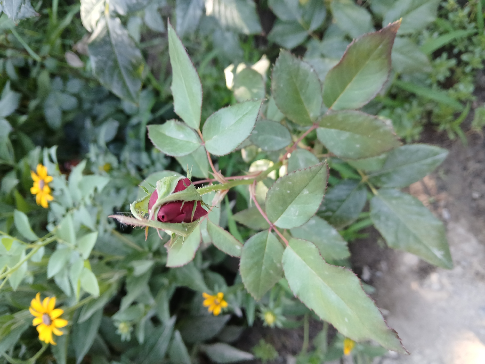 A close-up, vertical, medium shot captures a single, deep red rosebud in sharp focus, partially unfurling. The bud is positioned slightly to the right of the frame's center and is surrounded by its own green leaves. The leaves are a muted green, some showing a slight reddish-brown tint along their edges, and have a matte texture with visible veins. The stem is slender and reddish. In the softly blurred background, several yellow flowers with dark centers are visible, interspersed with more green foliage and some lighter-colored ground cover. The overall lighting suggests an outdoor, natural setting, possibly a garden, with a hint of sunlight dappling through the leaves. The specific location of Коктал, Kazakhstan, cannot be determined from the visual information presented in the image.
