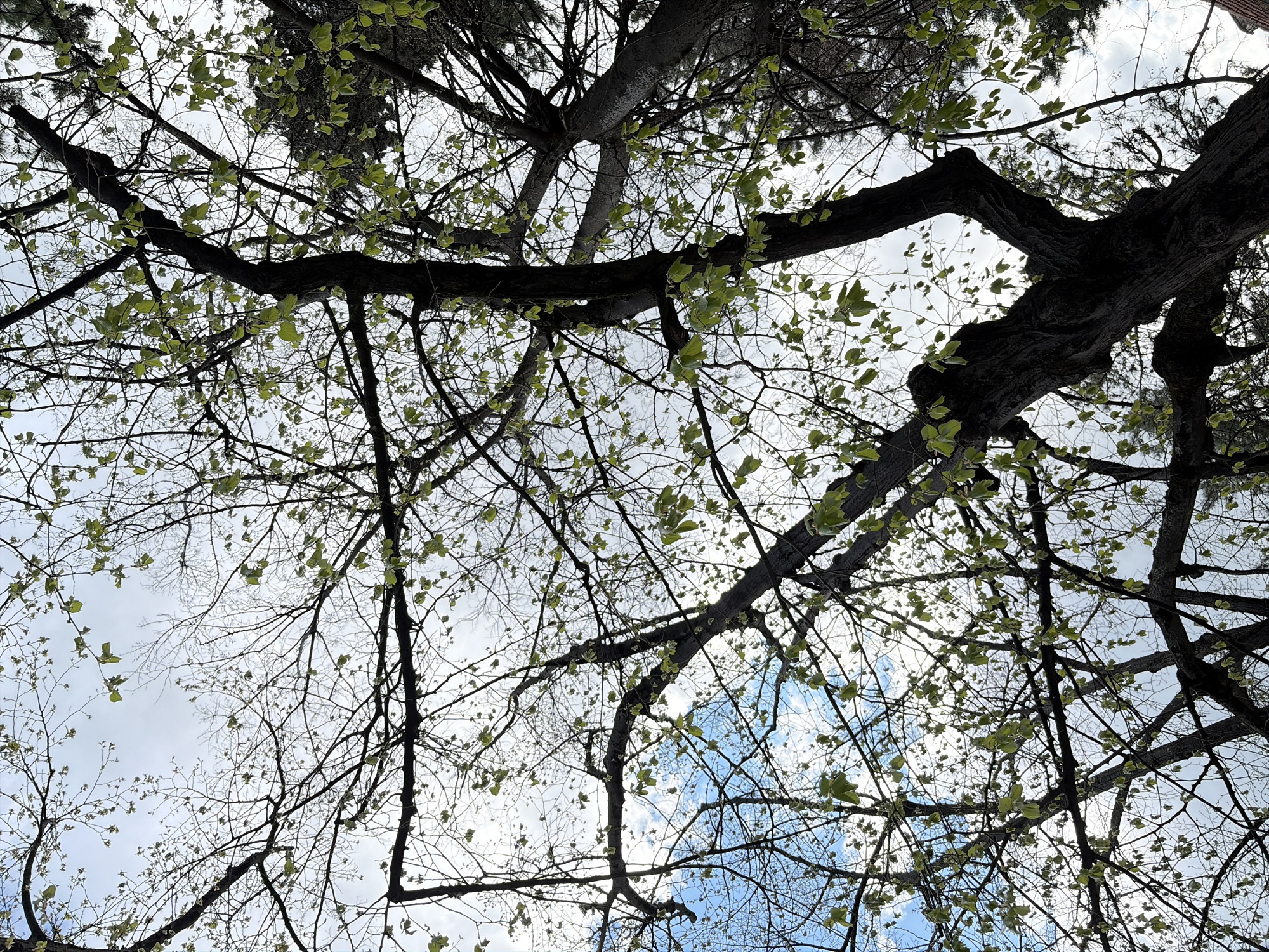 The image is taken from a low angle, looking up through the branches of trees toward the sky. Some of the branches are bare, while others have small green leaves emerging. The sky is visible through the branches, with a mix of white clouds and patches of blue. The location is Stara Zagora, Bulgaria. The time of year appears to be early spring based on the emergence of leaves.