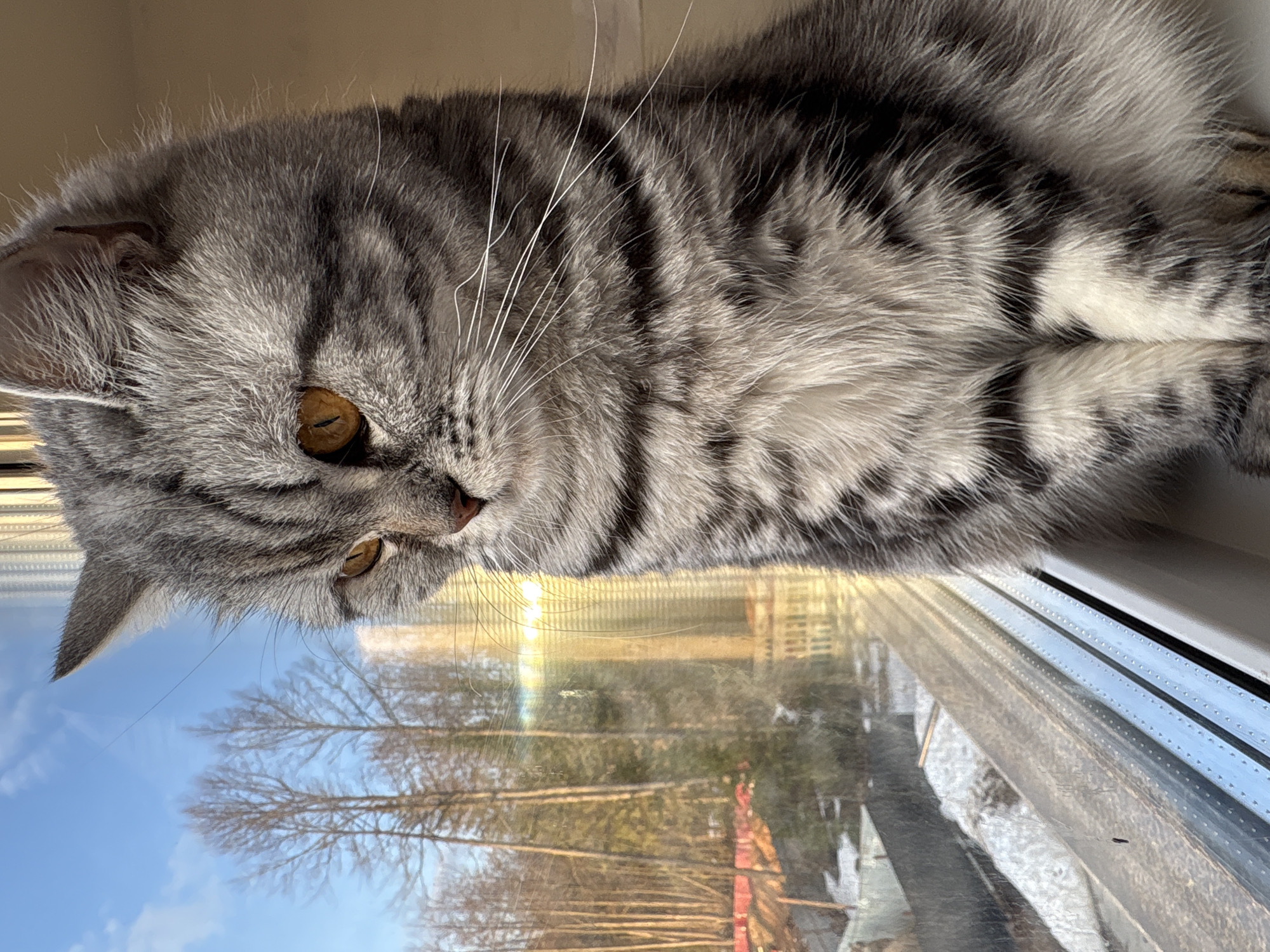 A gray tabby cat with yellow eyes is lying on a window sill, looking down. Outside, a winter scene with trees and snow is visible, along with a glimpse of red-roofed buildings. The reflection in the window shows trees with bare branches and a blue sky with clouds. The location is Izhevsk, Russia.