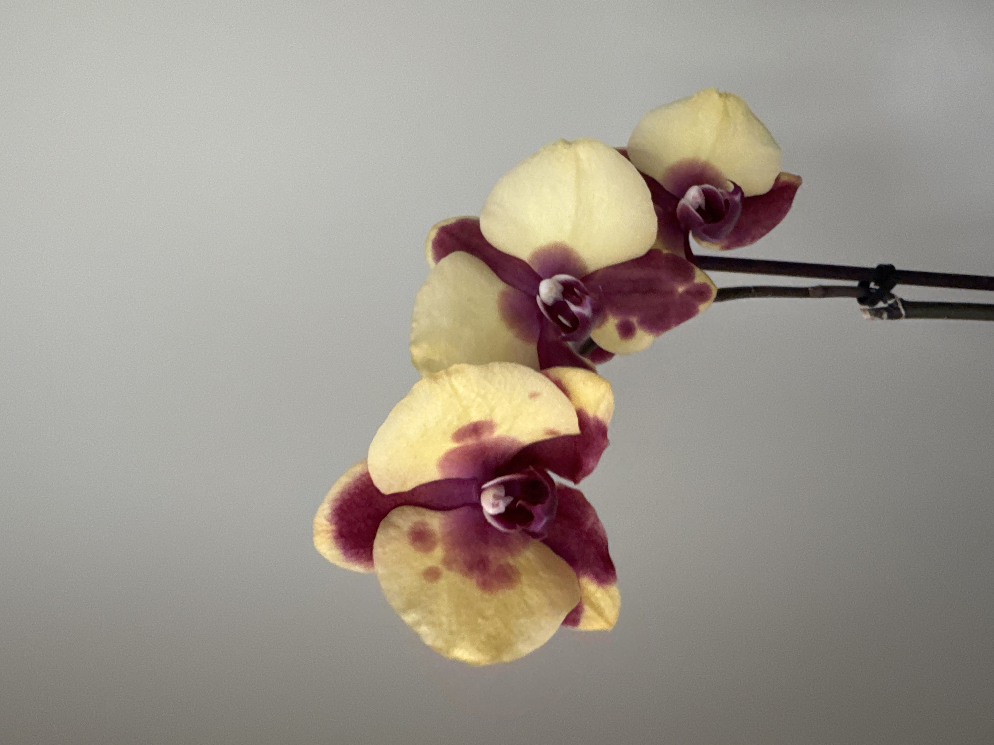 A close-up, vertical shot captures a cluster of four yellow and deep pink orchid flowers against a plain, light grey background. The flowers are in various stages of bloom, with the largest and most central bloom showing intricate details of its petals and center. The petals are a pale yellow with striking blotches of deep pink, particularly around the edges and near the center. Two slender, dark brown stems extend downwards, one with a black plastic tie securing it. The lighting is soft, highlighting the textures and colors of the orchids. There are no people or other discernible objects in the frame. The image does not provide any information to locate it within the city of Tallinn, Estonia.