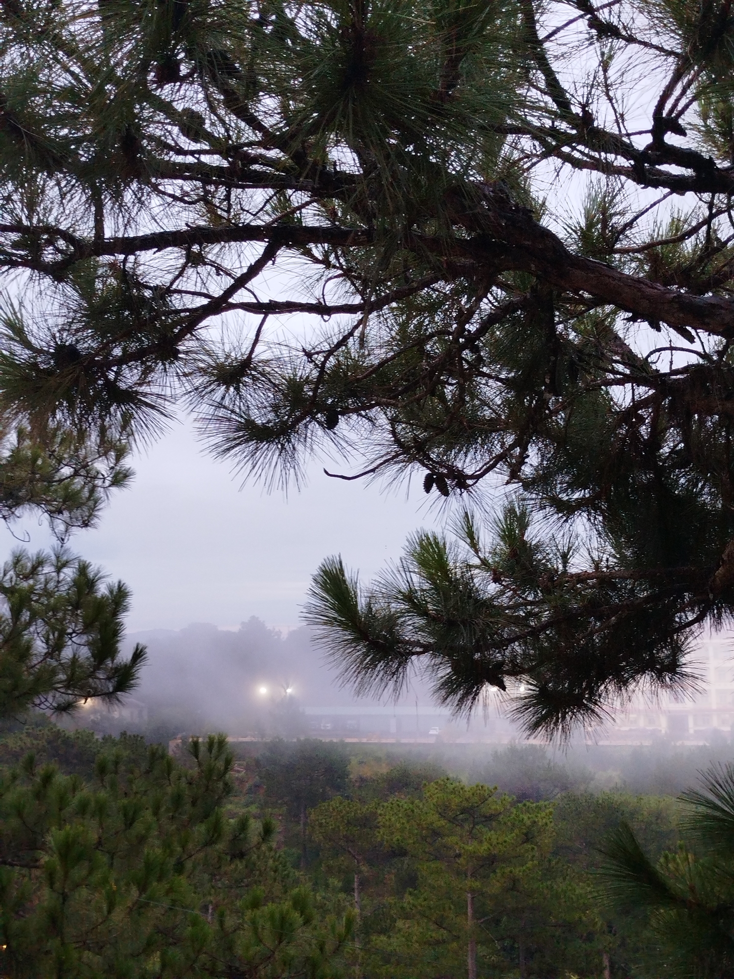 The image captures a misty scene in Lạc Dương, Vietnam, framed by evergreen pine branches. The foreground displays various pines with needles, some bearing cones. In the middle ground, a road and vegetation are partially obscured by fog, with faint lights visible through the mist. A building is faintly visible in the distance. The sky is overcast, casting a grey tone over the scene.