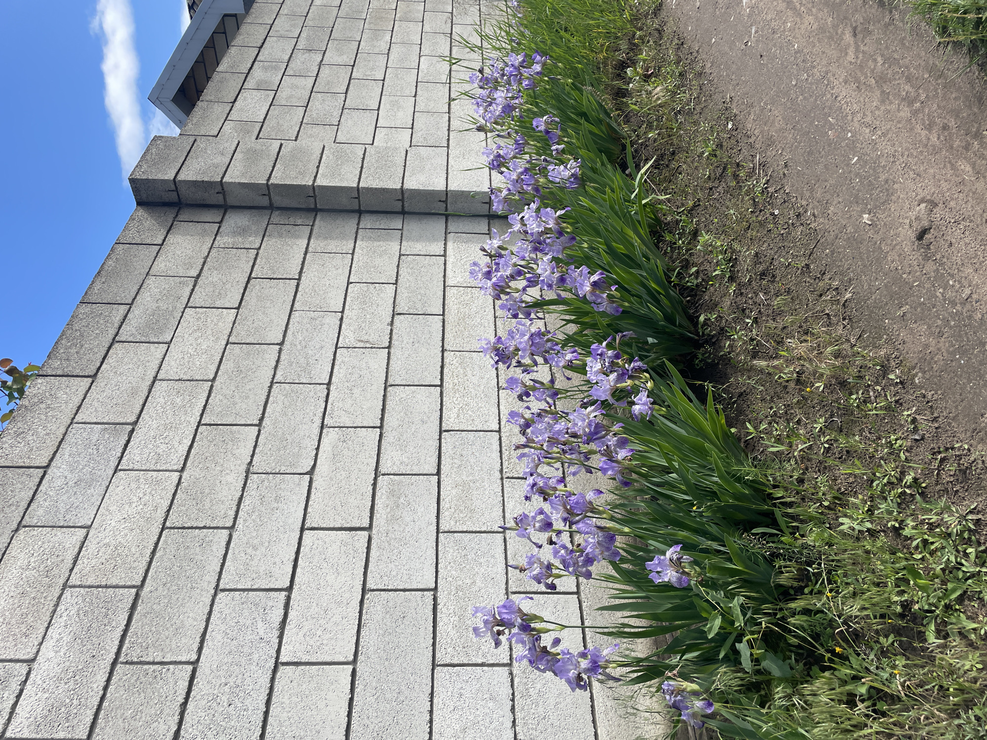 This image depicts an outdoor scene in Vasilevka, Russia, dominated by a substantial light-grey concrete block wall positioned horizontally across the mid-ground. The wall is constructed from rectangular blocks laid in a stretcher bond pattern, with visible dark grey mortar lines. The blocks possess a rough, textured surface. On the right side, the wall forms a prominent vertical support column or corner. Above the wall, a clear blue sky with scattered white cumulus clouds is visible, and on the far right, a section of a dark grey roof with a lighter grey eave structure is discernable against the sky.
Immediately in front of the concrete wall, a cultivated strip of dark brown soil supports a linear arrangement of approximately thirty to forty blooming purple irises. These flowers feature multiple open blossoms of light to medium purple hue, exhibiting darker purple speckled patterns on their petals, accompanied by long, sword-shaped green leaves. The plants appear healthy and vibrantly green.
To the left of the iris bed, the foreground consists of unkempt green and yellowish-green grass and small weeds growing on dark soil. To the right of the iris bed, a dry, unpaved dirt path, light brown in color with visible texture suggestive of foot or tire traffic, extends into the foreground. Further to the right of the path, more natural, unkempt green grass and weeds are present. The scene is brightly illuminated by natural sunlight, casting subtle shadows that highlight the texture of the wall and the contours of the plants. No individuals or animals are present in the image.