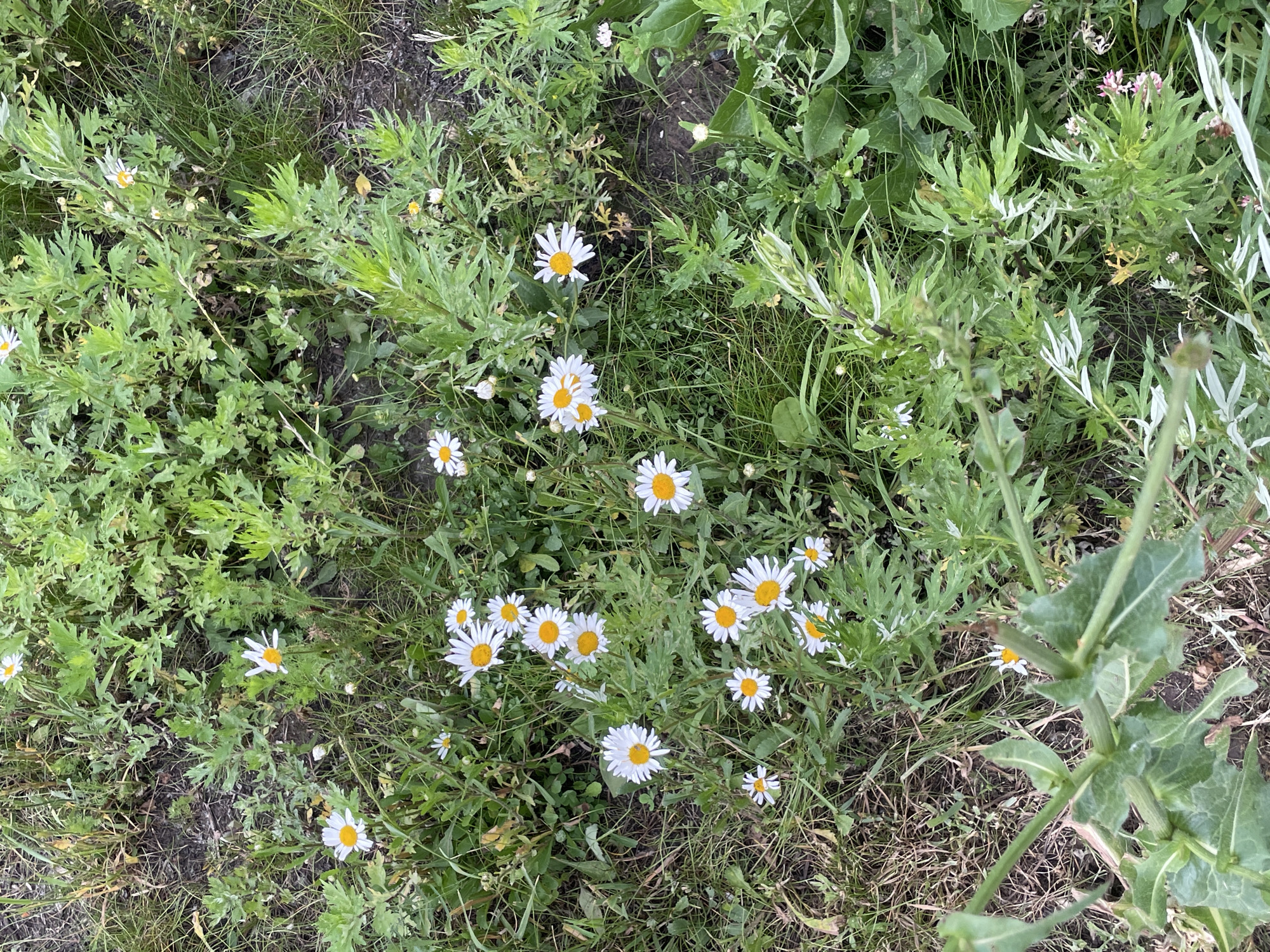 This image is a top-down shot of a field of daisies and other greenery. The flowers are white with yellow centers and are scattered amongst various types of foliage. The setting appears to be a natural outdoor environment, possibly a meadow or a roadside. The lighting suggests it could be daytime, with no harsh shadows visible. The overall mood is peaceful and natural. There is no text visible in the image. The location context of Perm, Russia, indicates this is likely a scene from a Russian landscape.