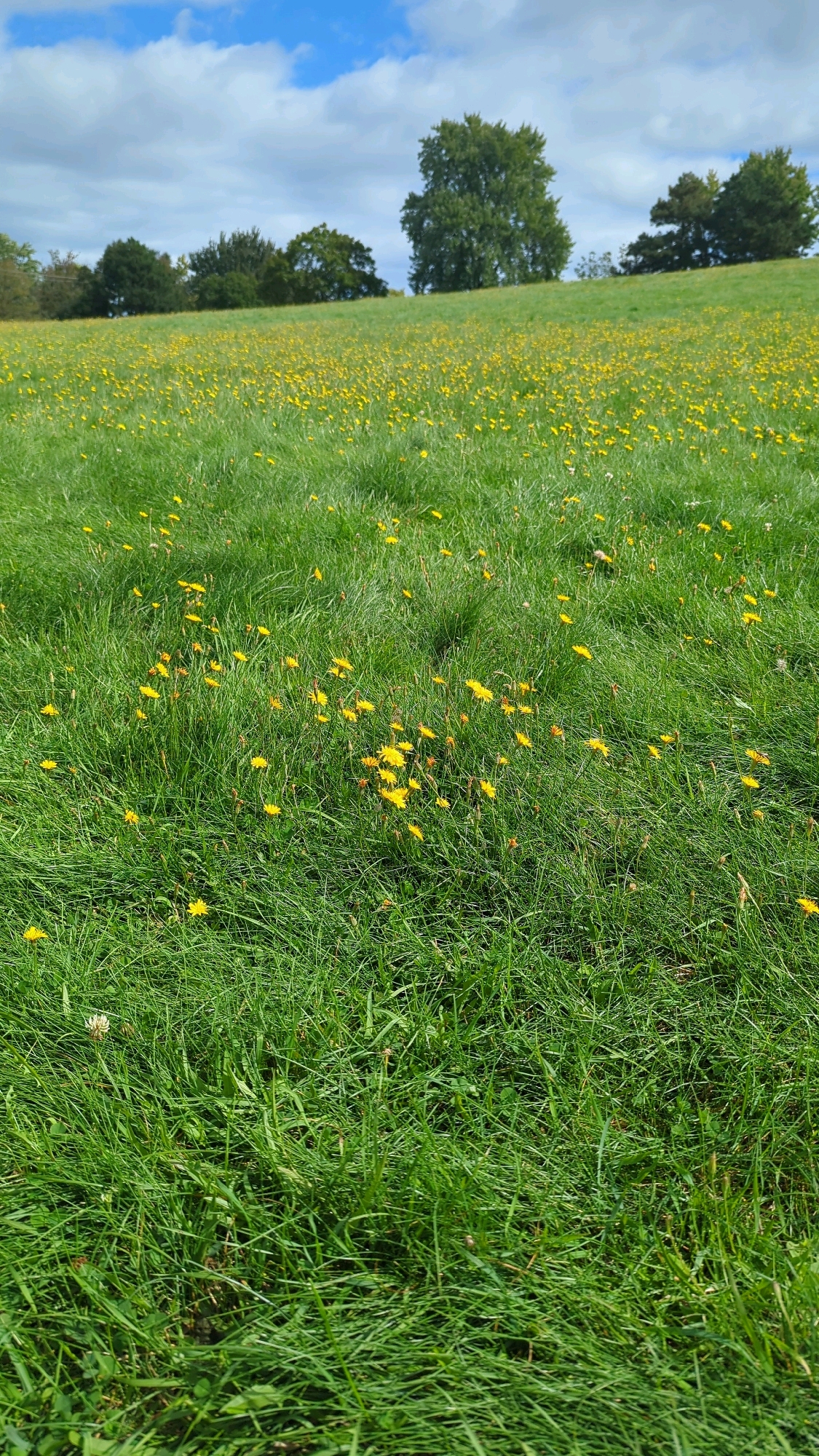 This image depicts a vast, rolling meadow filled with green grass and scattered yellow wildflowers. In the distance, a line of trees stands against a bright blue sky with fluffy white clouds. The foreground is dominated by the lush green grass, with many of the yellow flowers visible at various depths. There are no people or man-made structures visible in the image. The scene suggests a natural, outdoor environment, possibly a park or a rural landscape. However, there is no information within the image that can be used to identify a specific location in Montreal, Canada.