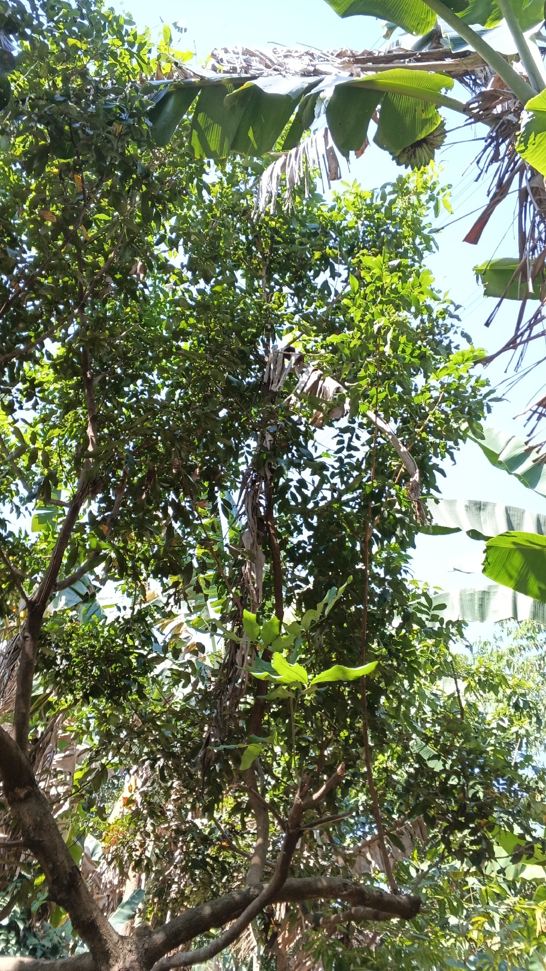 The image depicts a dense canopy of green trees with large leaves, indicative of a tropical environment. The sunlight filters through the leaves, creating dappled patterns. In the upper portion of the image, banana leaves are visible, some with dried, frayed edges, suggesting they may be older or have been exposed to the elements. There appears to be a cluster of small, green fruits hanging from one of the banana stalks. Intertwined with the foliage are thin, dry stalks, possibly from the banana plants or other vegetation. In the background, a clear blue sky is visible. The overall scene suggests a lush, natural setting. This image was captured in Karangjati, Indonesia.