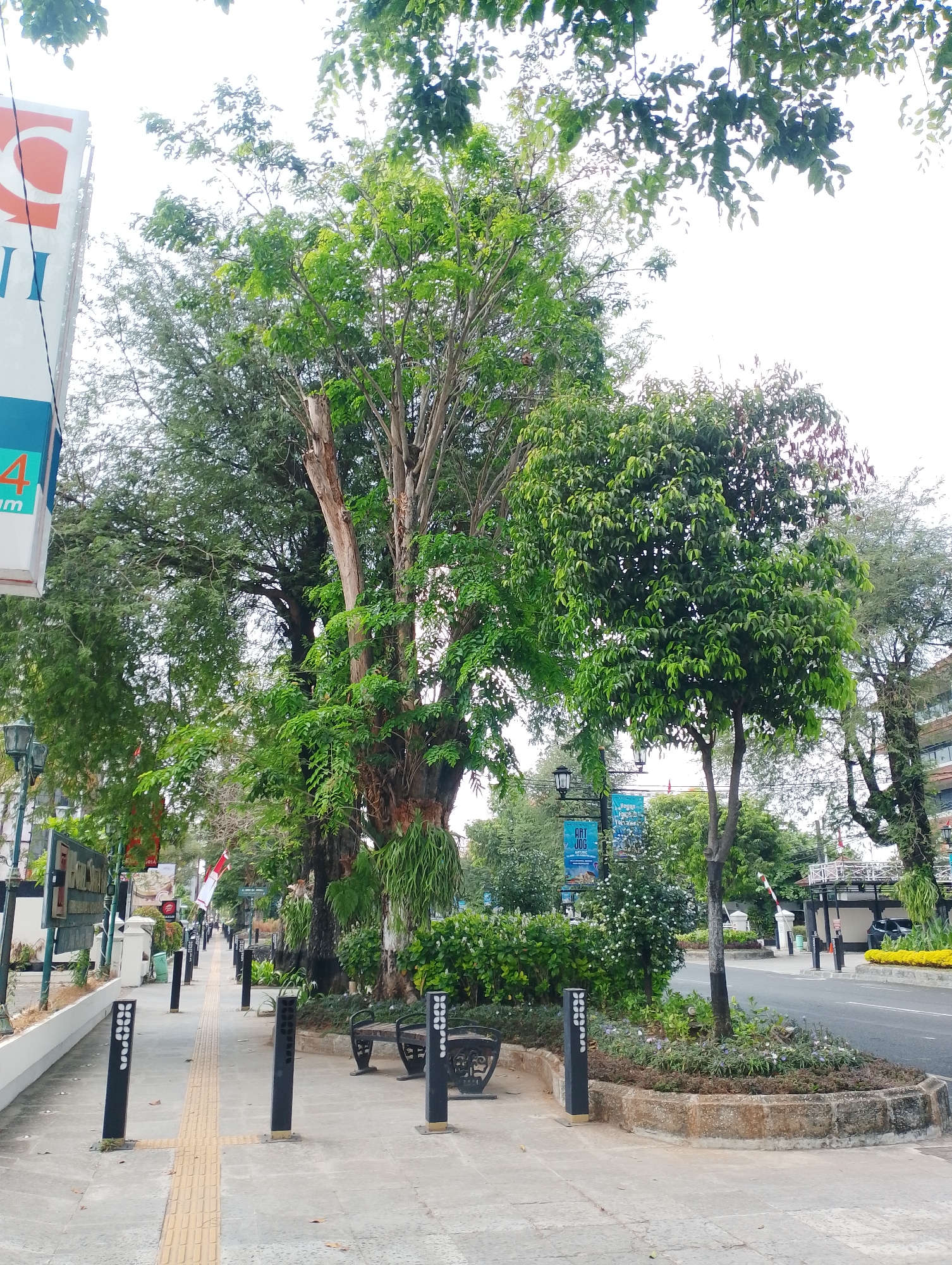 The image depicts a street scene in Yogyakarta, Indonesia. In the foreground, a sidewalk is bordered by a street on the right and a line of black bollards with decorative white patterns on the left. A yellow tactile paving strip runs along the center of the sidewalk. A park bench is visible on the right side of the sidewalk, near a circular garden bed planted with small flowers and a young tree.
Behind the sidewalk, a row of trees with lush green foliage creates a natural barrier. The trees vary in size and density, with some appearing more mature and tall. A tall, slender building with a white facade and orange and blue signage is partially visible on the far left. Further down the street, more trees and greenery line the roadside, along with streetlights and some banners. A paved road is visible on the right, with a few cars parked in the distance. The sky is overcast and bright, suggesting daytime. The overall impression is that of a well-maintained urban environment with significant green spaces.