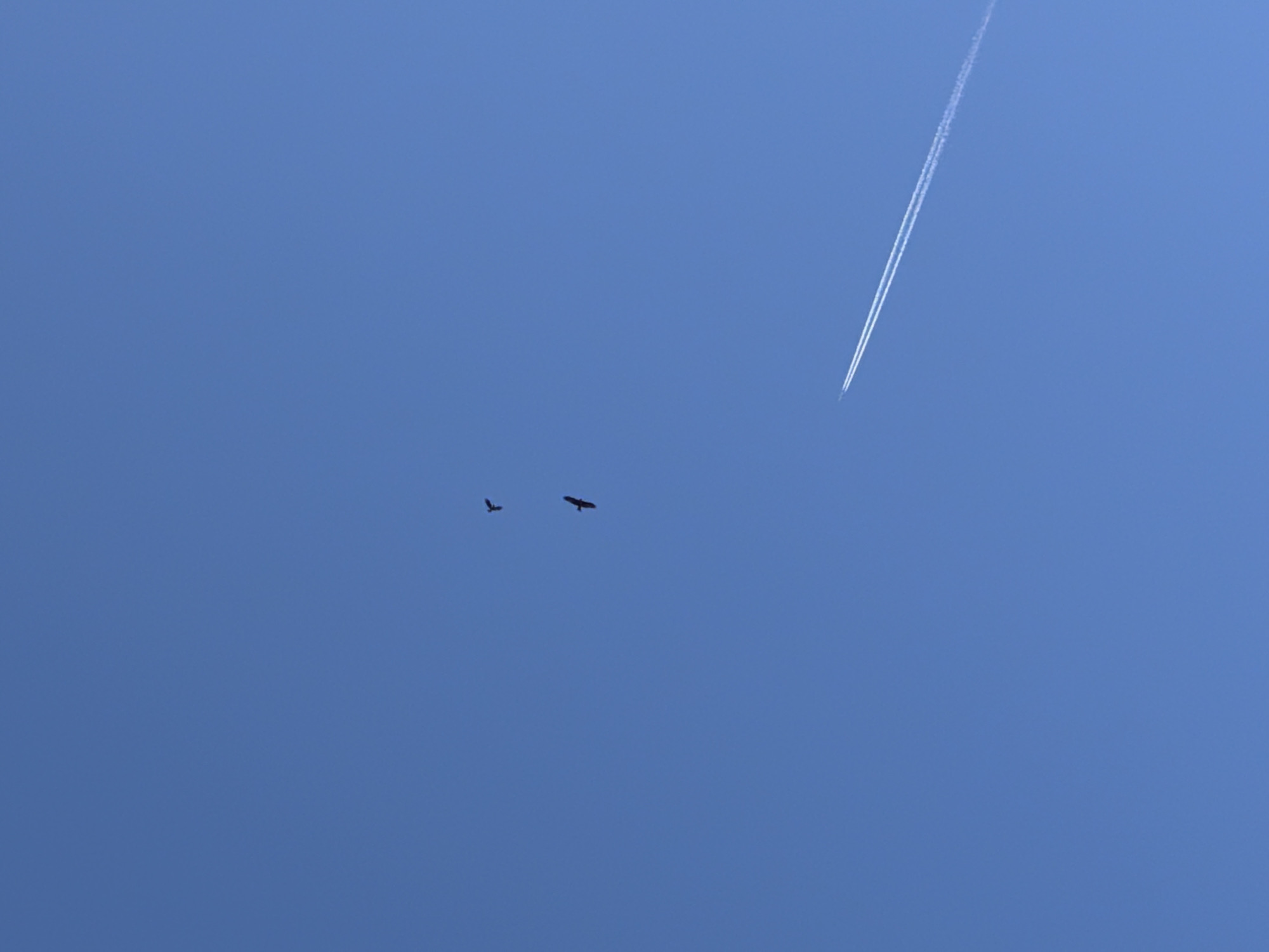 The image shows a clear blue sky. In the upper right corner, there is a white contrail from an airplane. Towards the left side of the image, two birds are visible in flight.
The location is not determined.