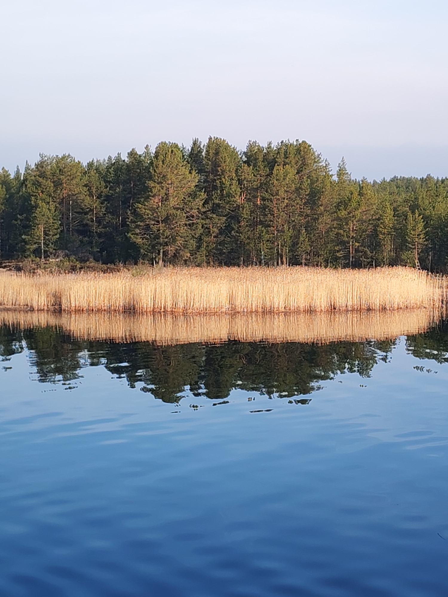 The image depicts a tranquil waterscape, likely a lake or wide river, with a thick stand of tall, golden-brown reeds bordering the near shoreline. Behind the reeds is a dense forest of coniferous trees. The water surface shows gentle ripples, creating a clear reflection of the reeds and trees. The sky above is light blue, suggesting an early morning or late afternoon hour. The location is Shal'skii, Russia.